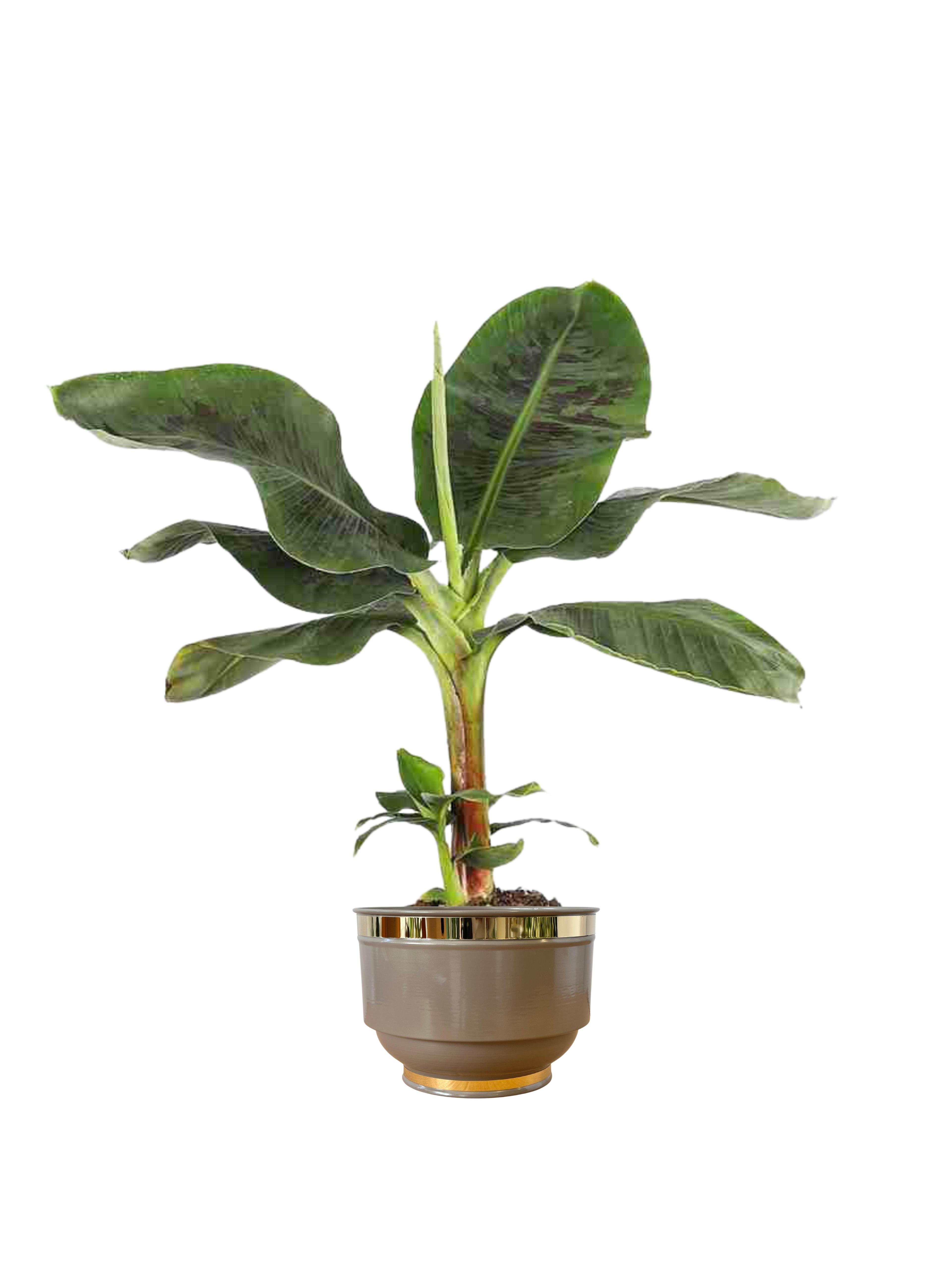 Muz Bitkisi (Banana Plant 80 cm)