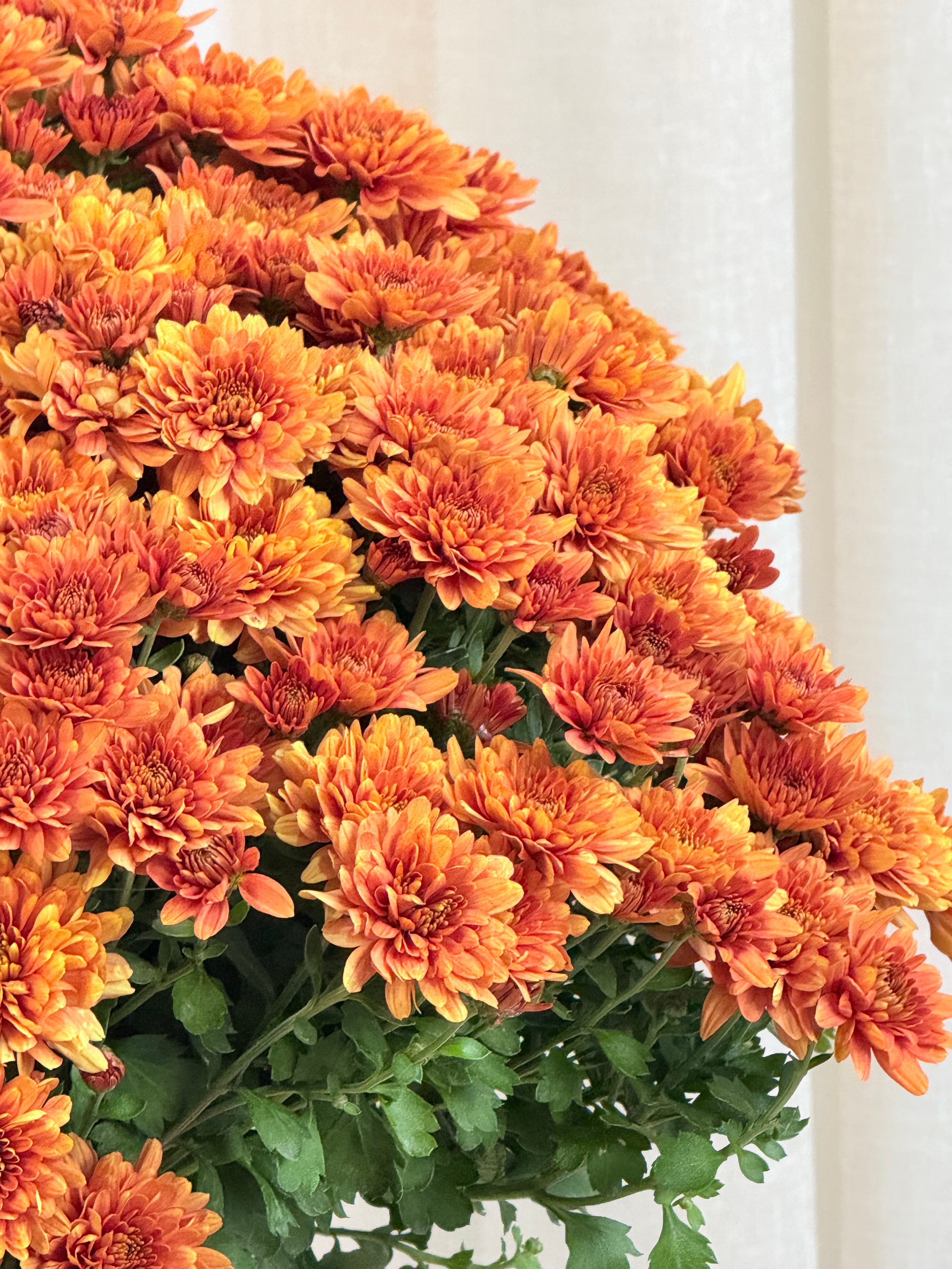 XXL Kasımpatı Turuncu(Chrysanthemum morifolium)
