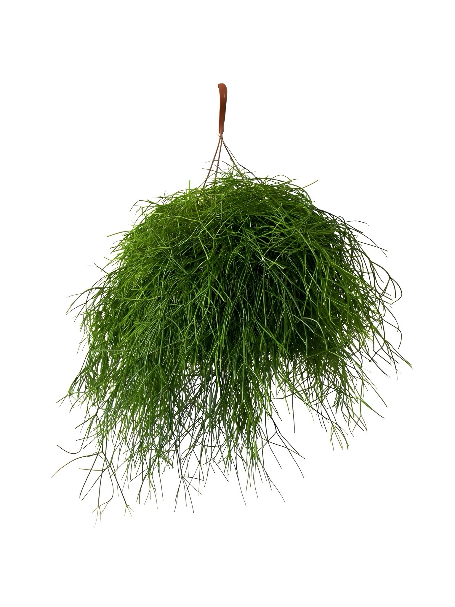 Rhipsalis Sarkan Bitki