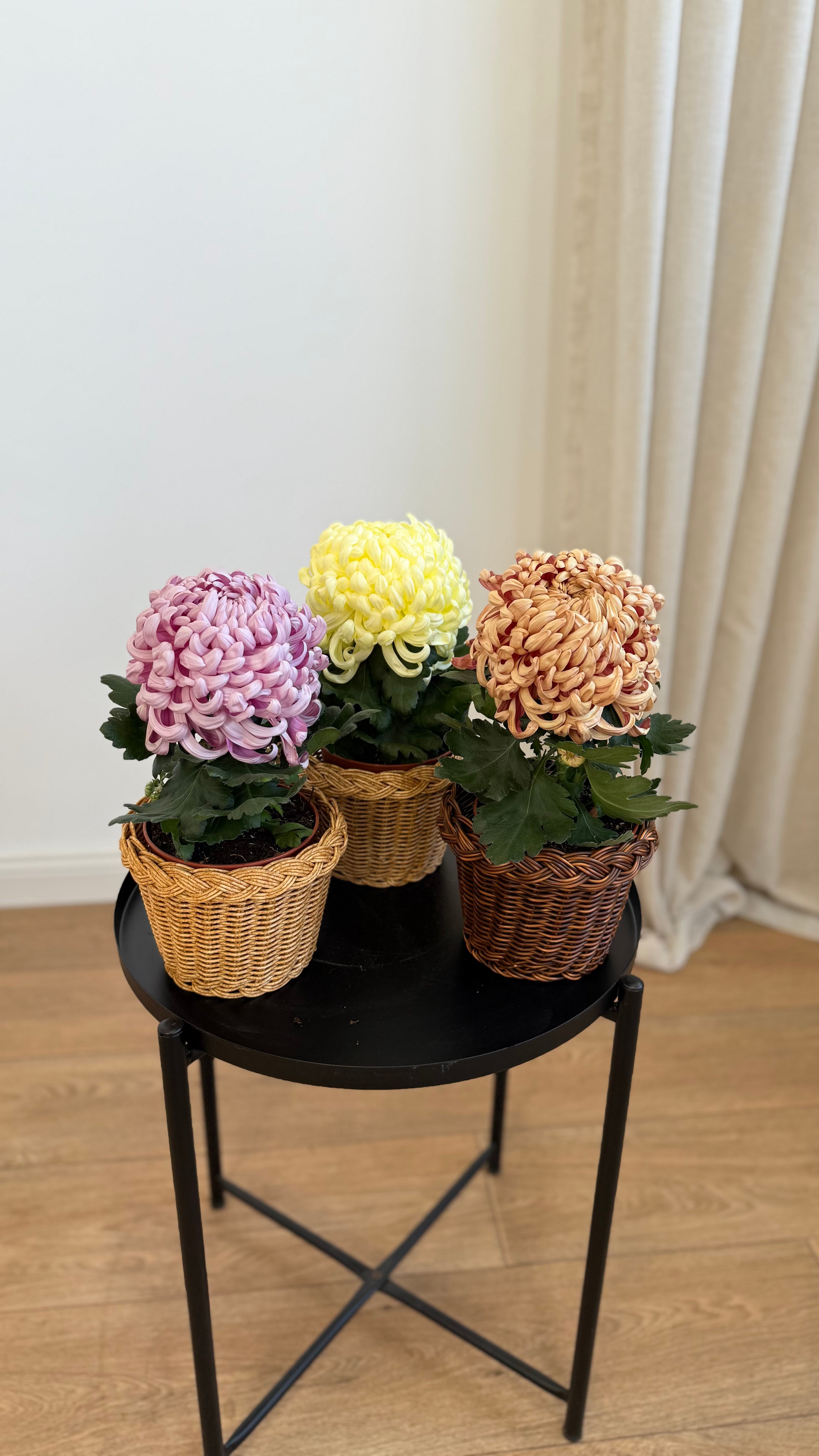 Dekoratif Krizantem (Chrysanthemum) 