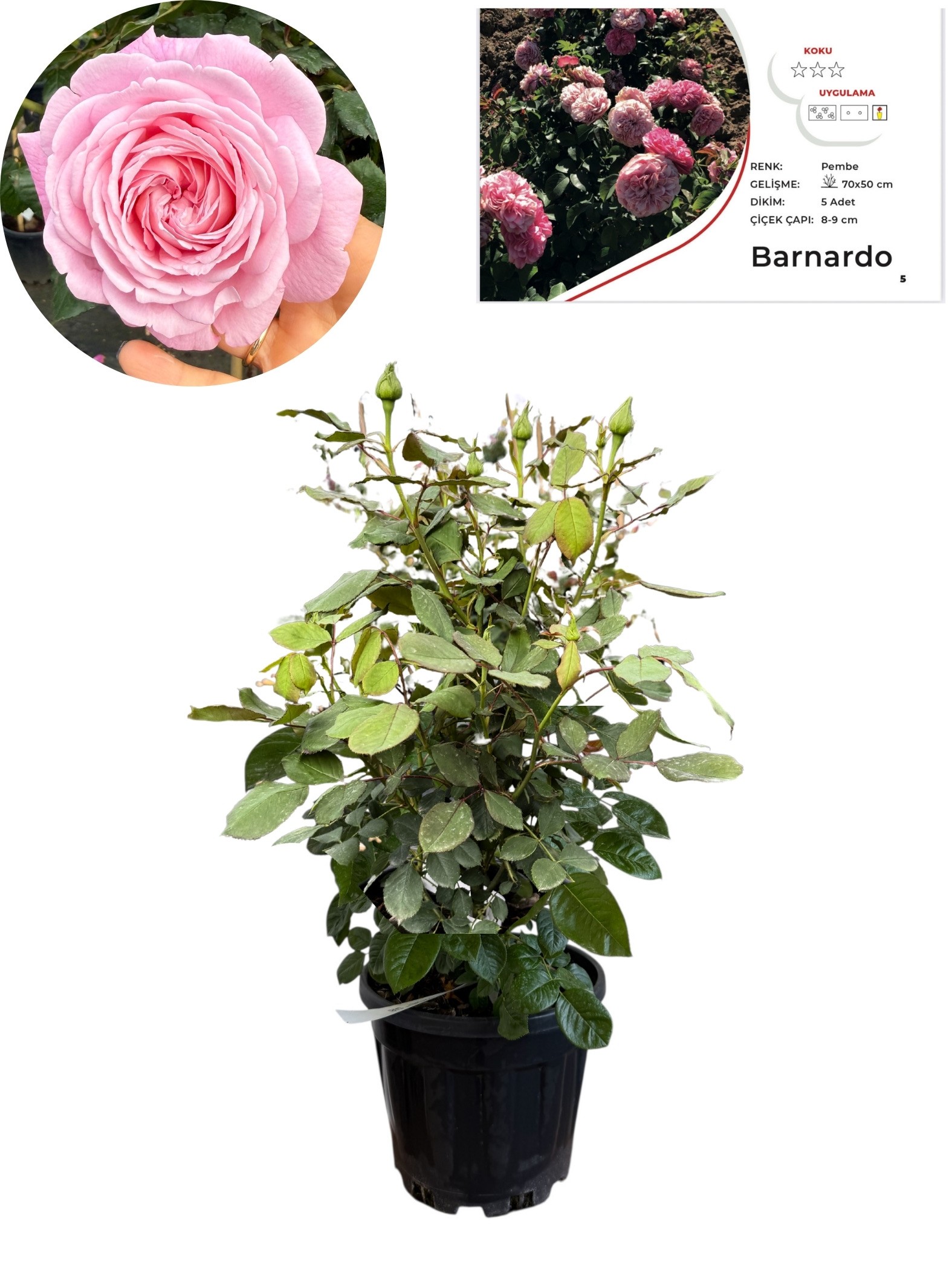 Barnardo Açık Pembe Gül /50-60 cm, Çok Köklü, Patentli Özel Seri 