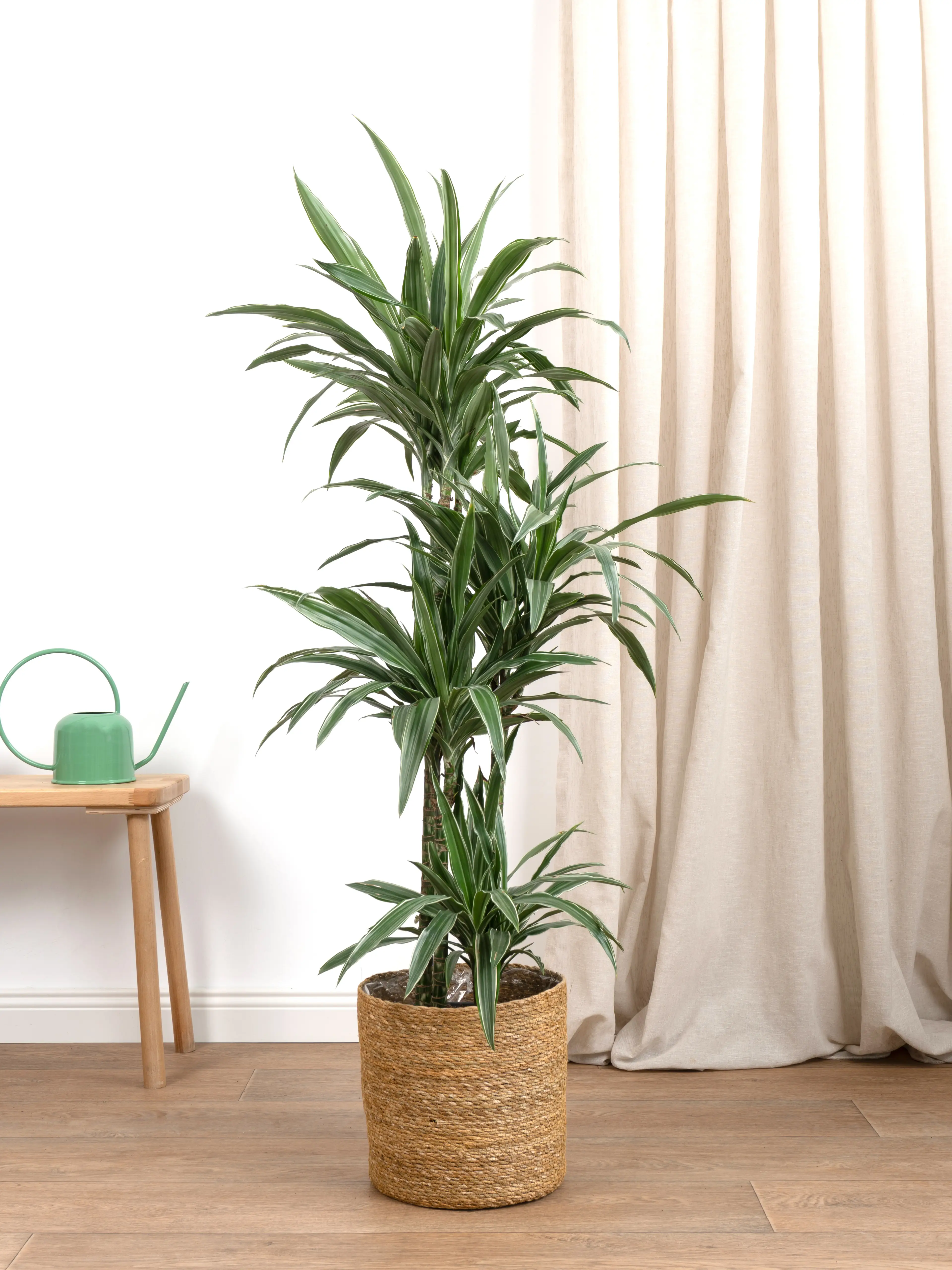 yucca drachenbaum Dracaena reflexa var. angustifolia – Foliage Factory