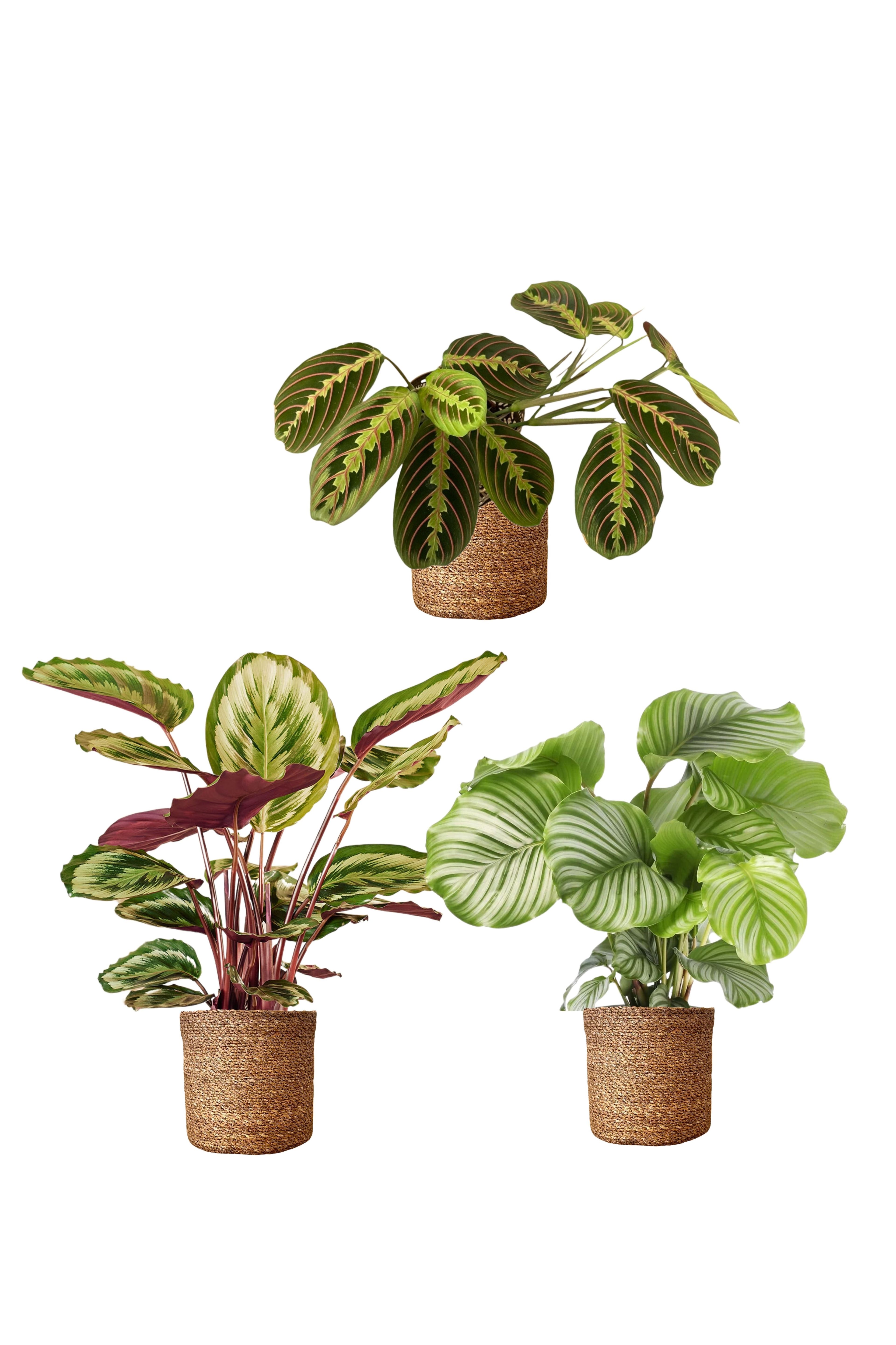 Calathea Üçlü Set(Medalion-Maranta-Orbifolia)