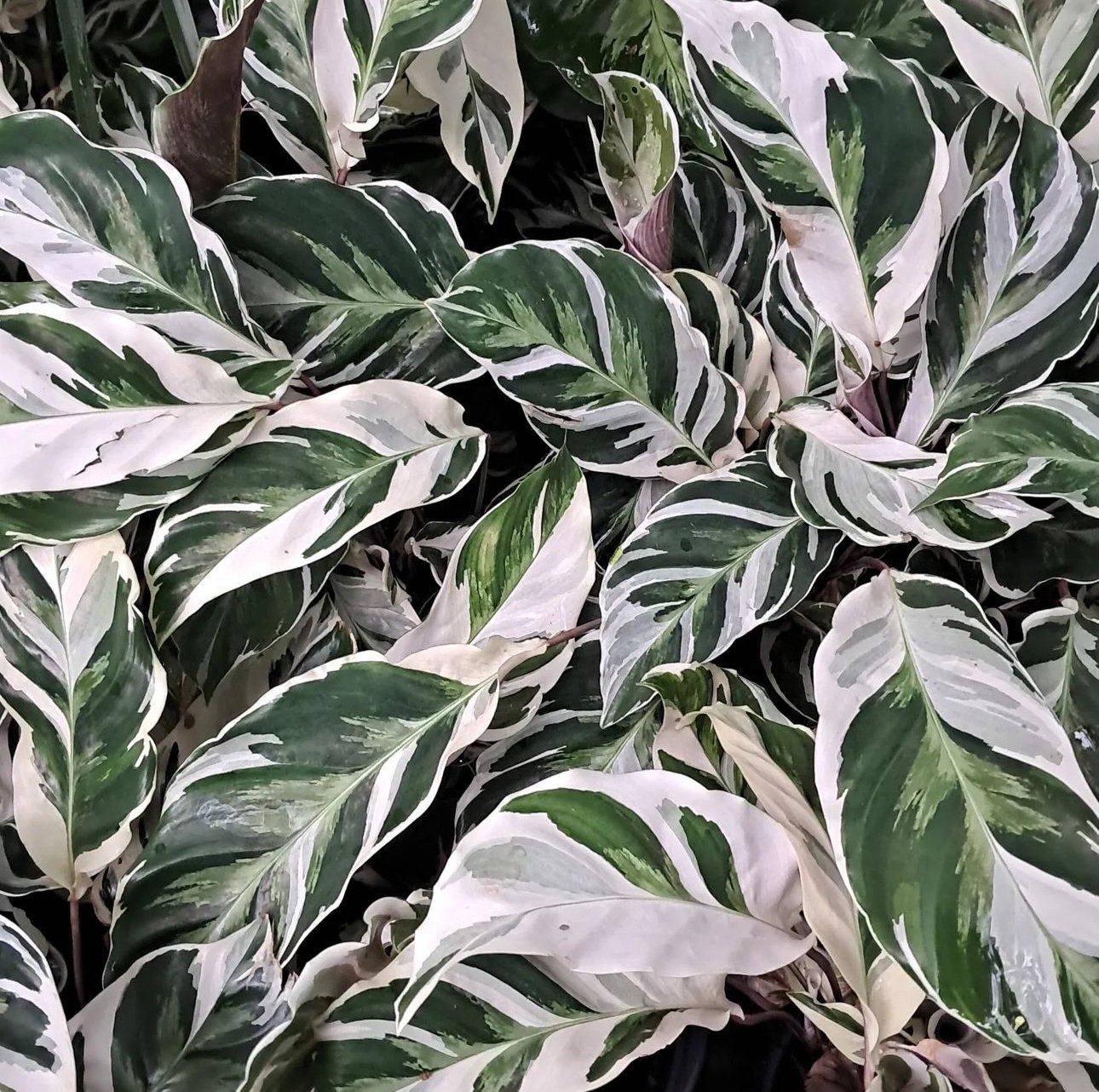 Calathea White Fusion (Nadir Tür)