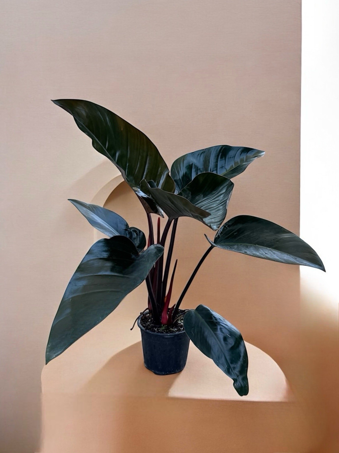 80-90 cm Philodendron Black Cardinal 