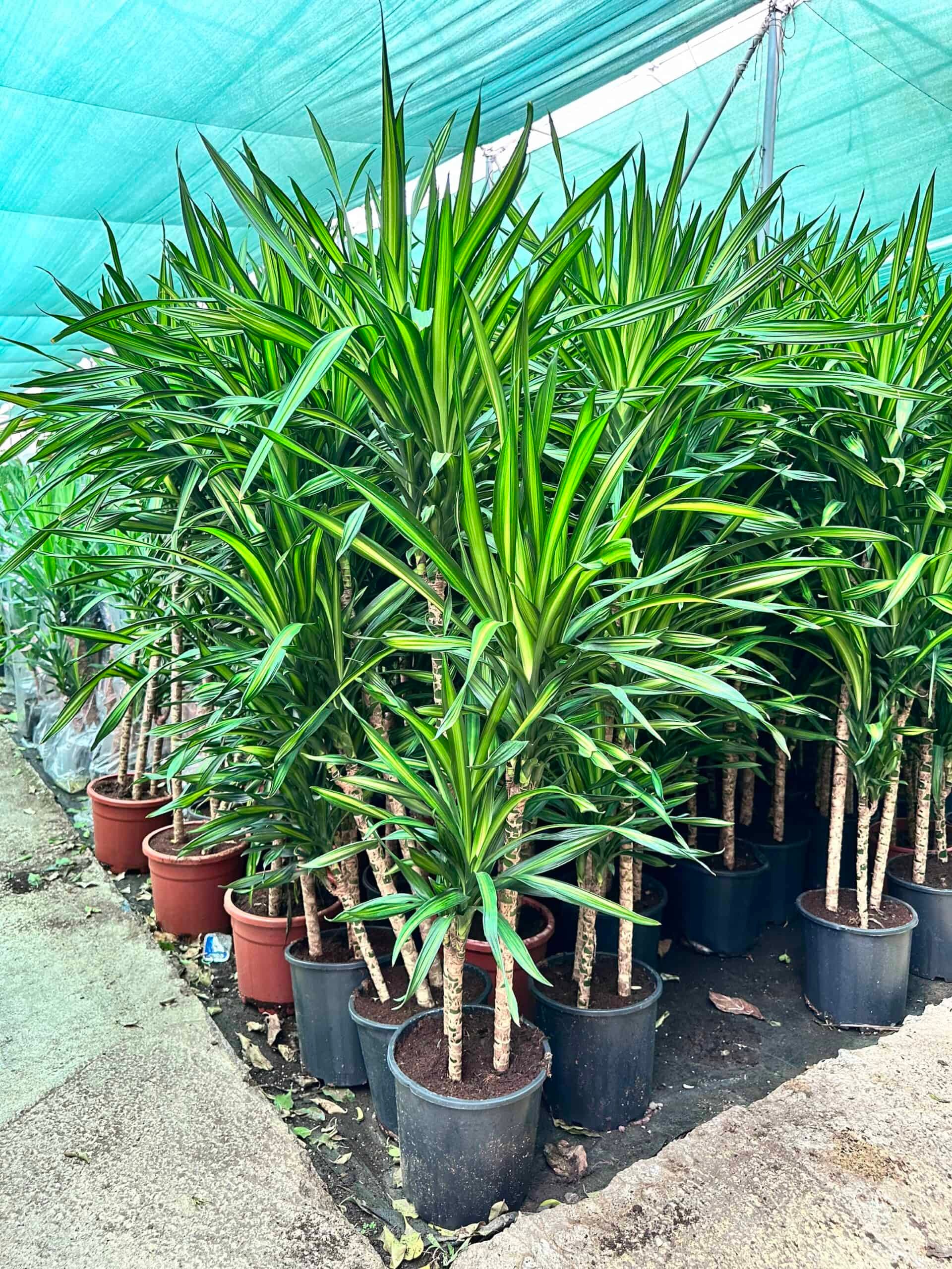 170-180 cm dracena rikki
