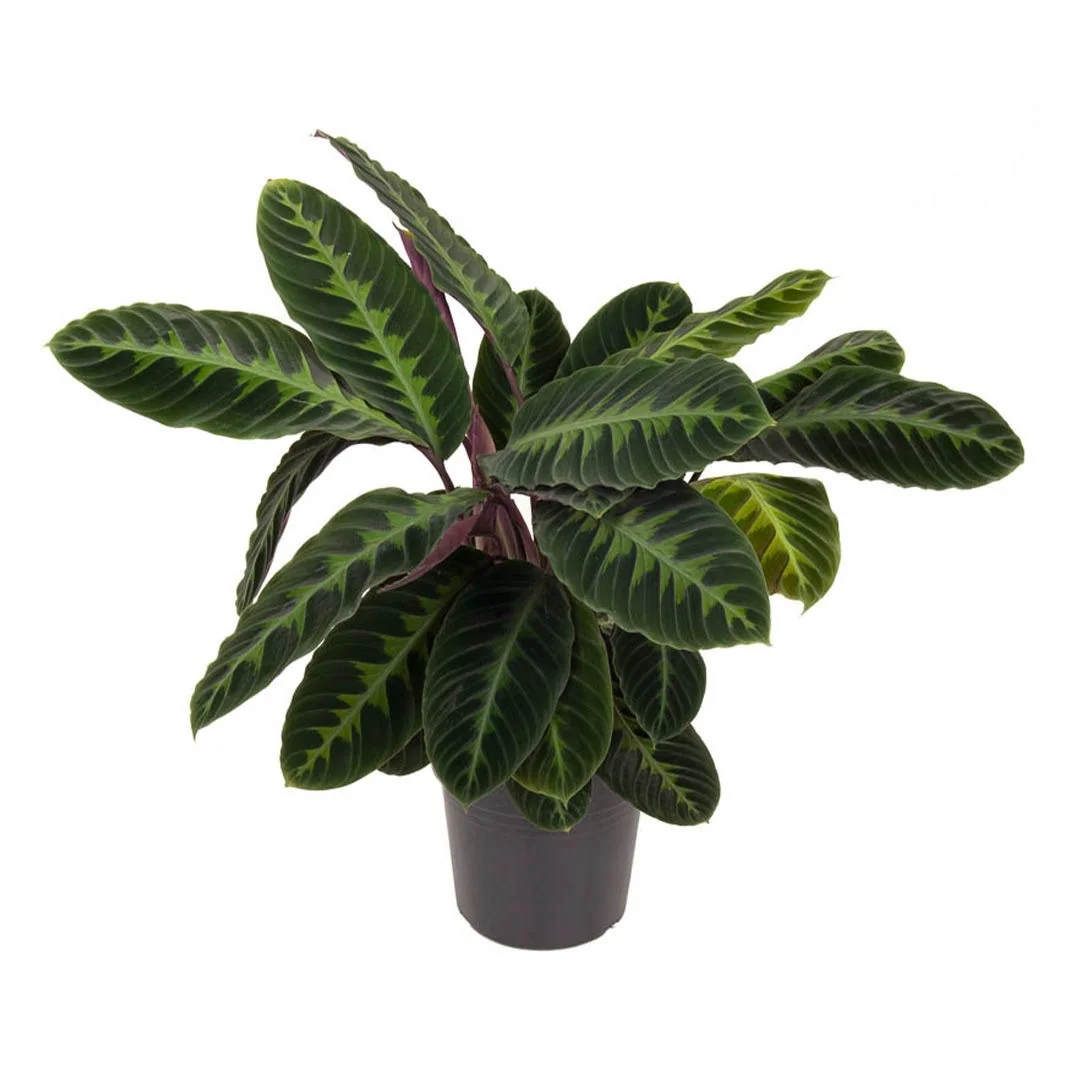 Kampanyal Bakm Kolay Bitki Seti ( 70-80 cm Kl - Calathea Warscewiczii  - Kokedama Parlor Palm )