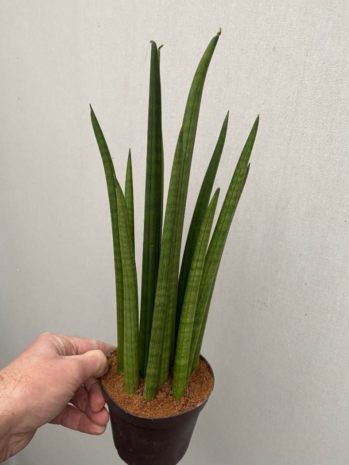 Sansevieria Cylindirica (50 cm)