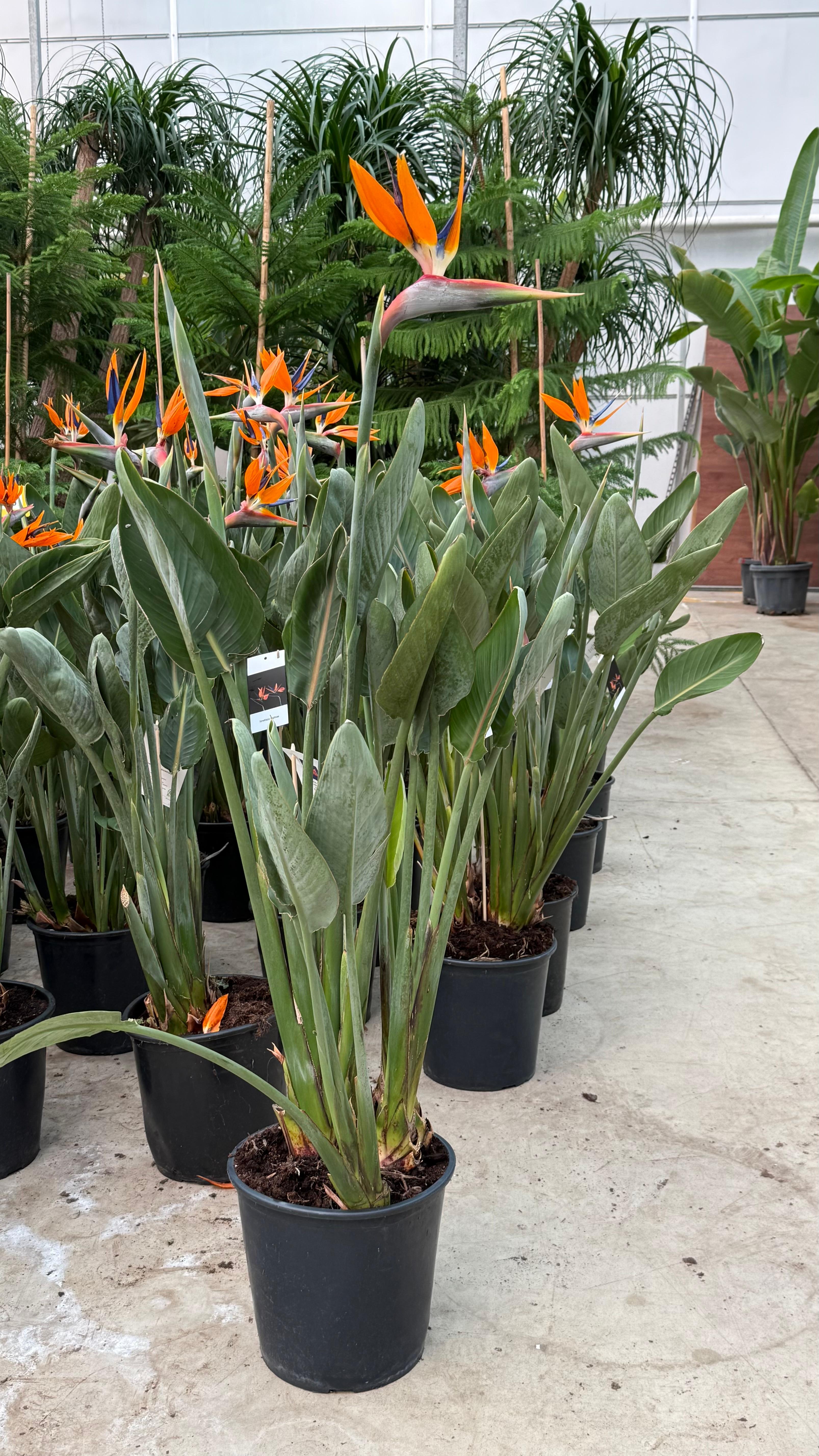 Starliçe Çok Köklü Çiçekli 140-150 cm (Cennet Kuşu Çiçeği- Strelitzia Reginea- Turuncu çiçek açan tür )