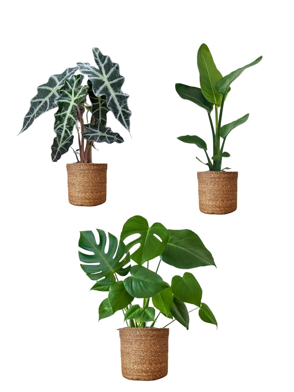 Kampanyalı Set (60 cm Monstera-40 cm Starliçe-30 cm Alocasia Polly)