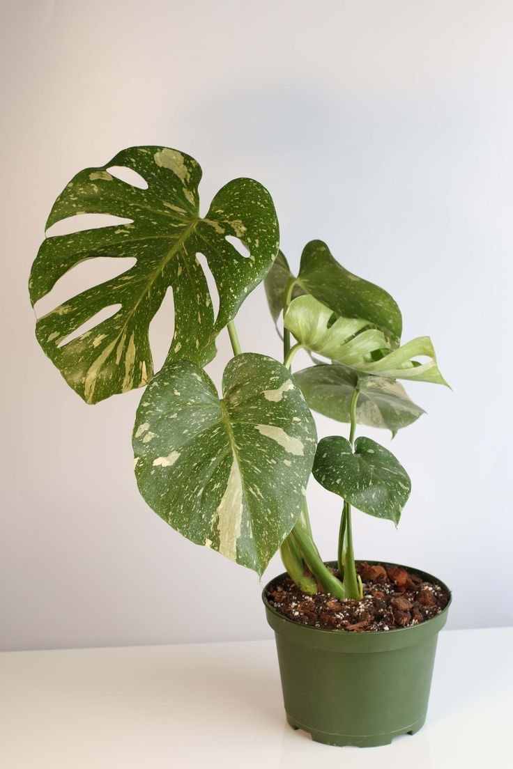 Monstera Deliciosa Variegata / 50-60 cm (Nadir Tür)