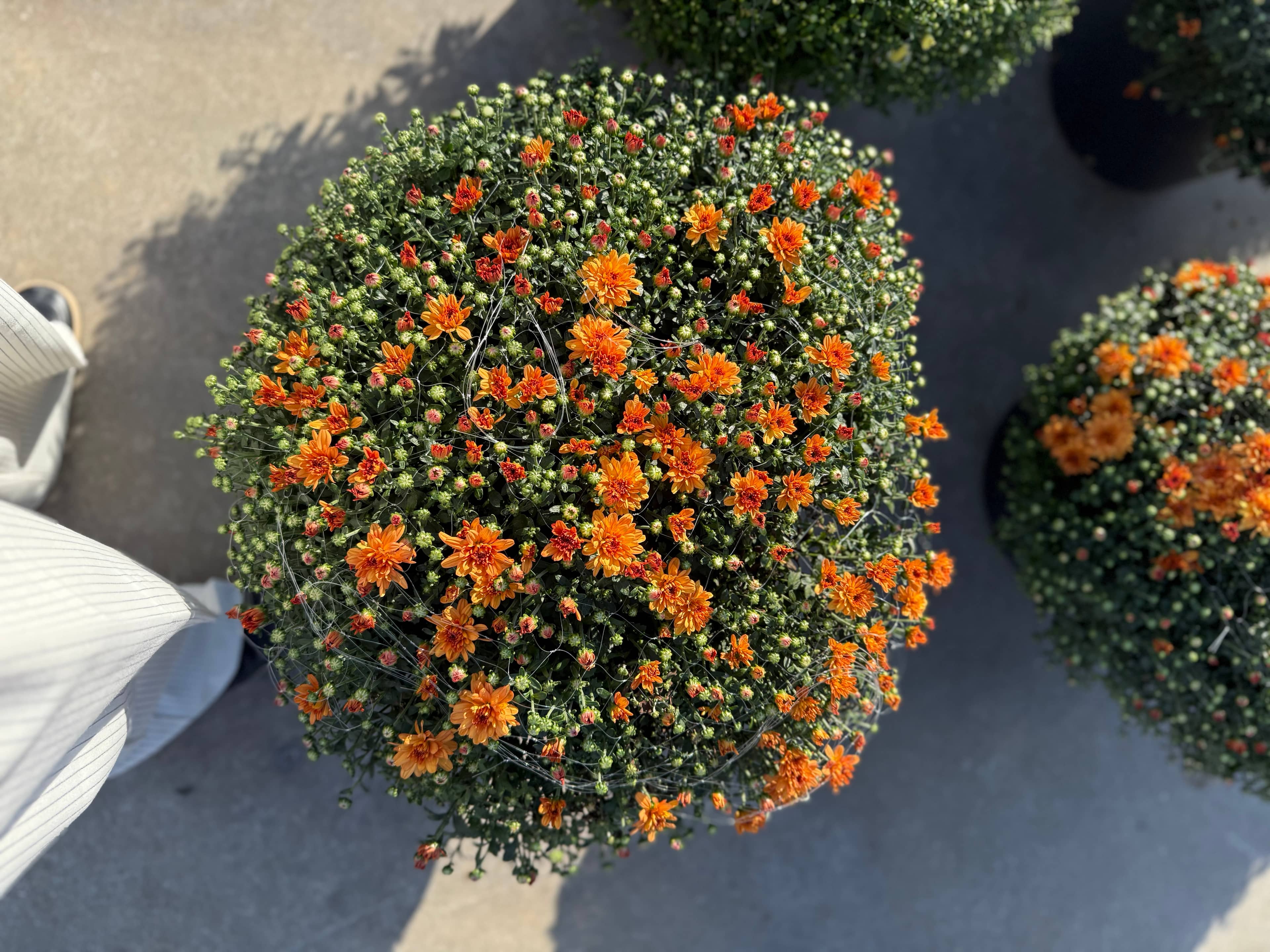 XXL Kasımpatı (Chrysanthemum morifolium)