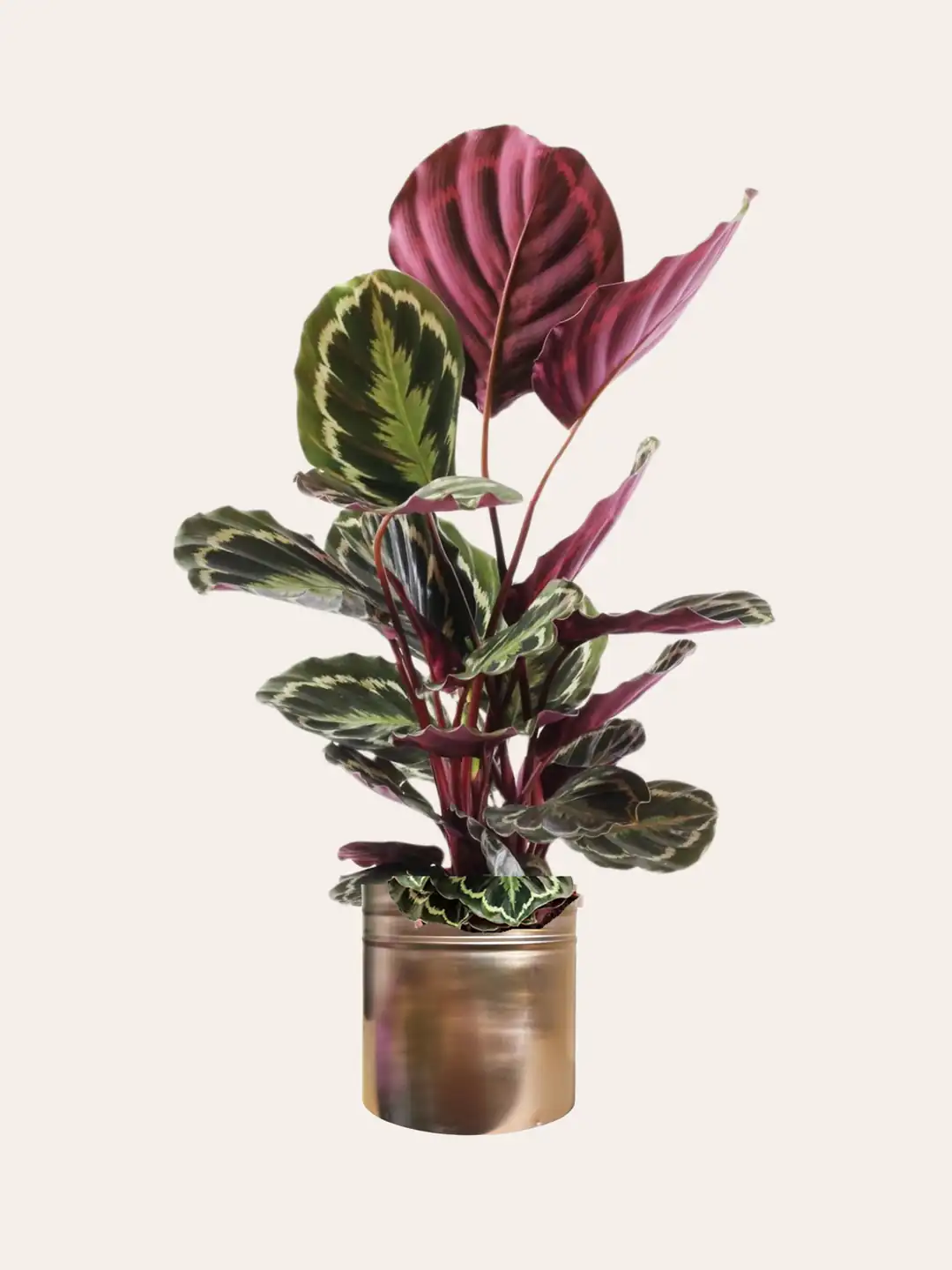 Calathea (Dua iei) eitleri & Fiyatlar | Cool Concept Flower