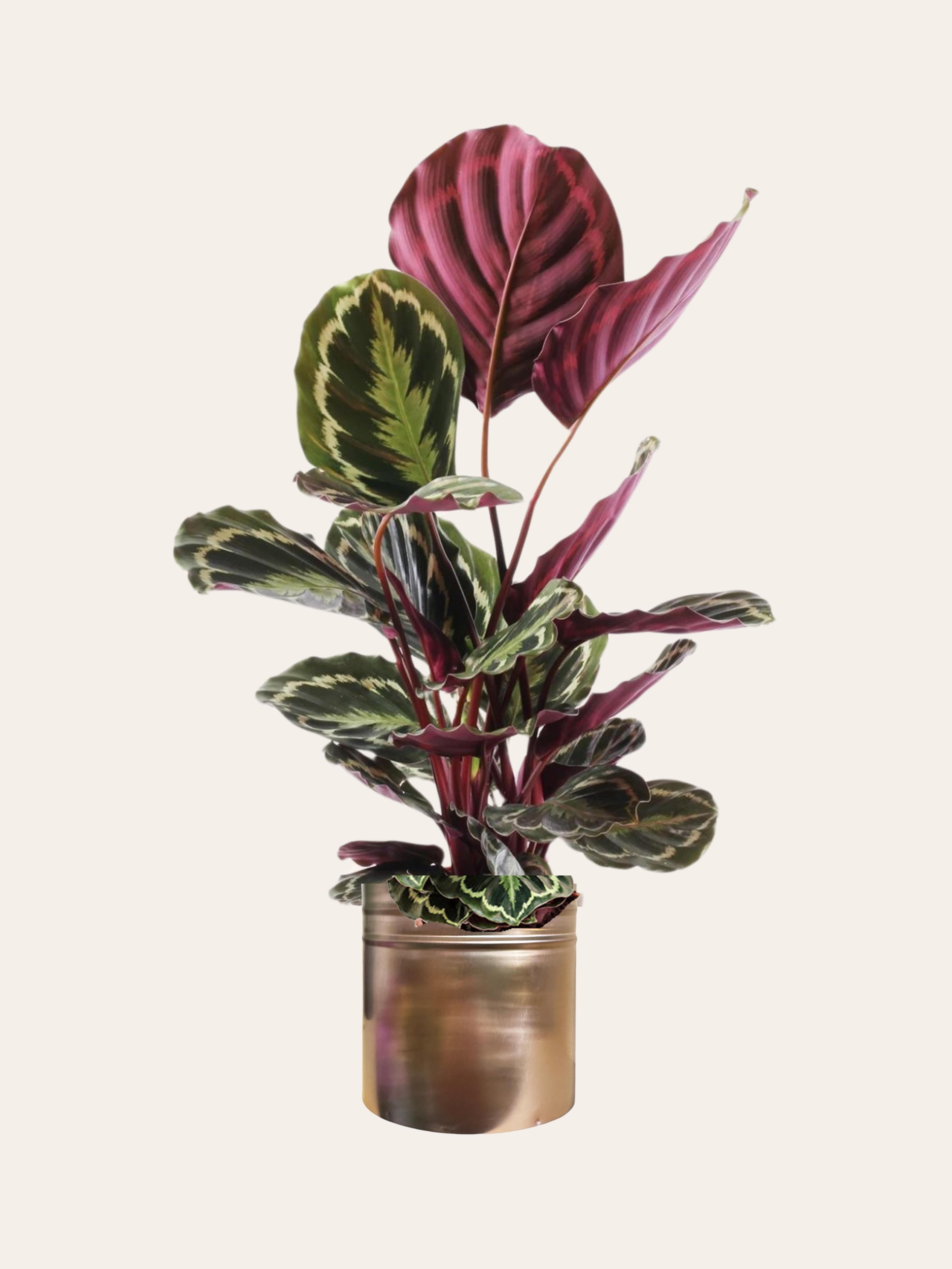 Calathea Medallion (45-55 cm)