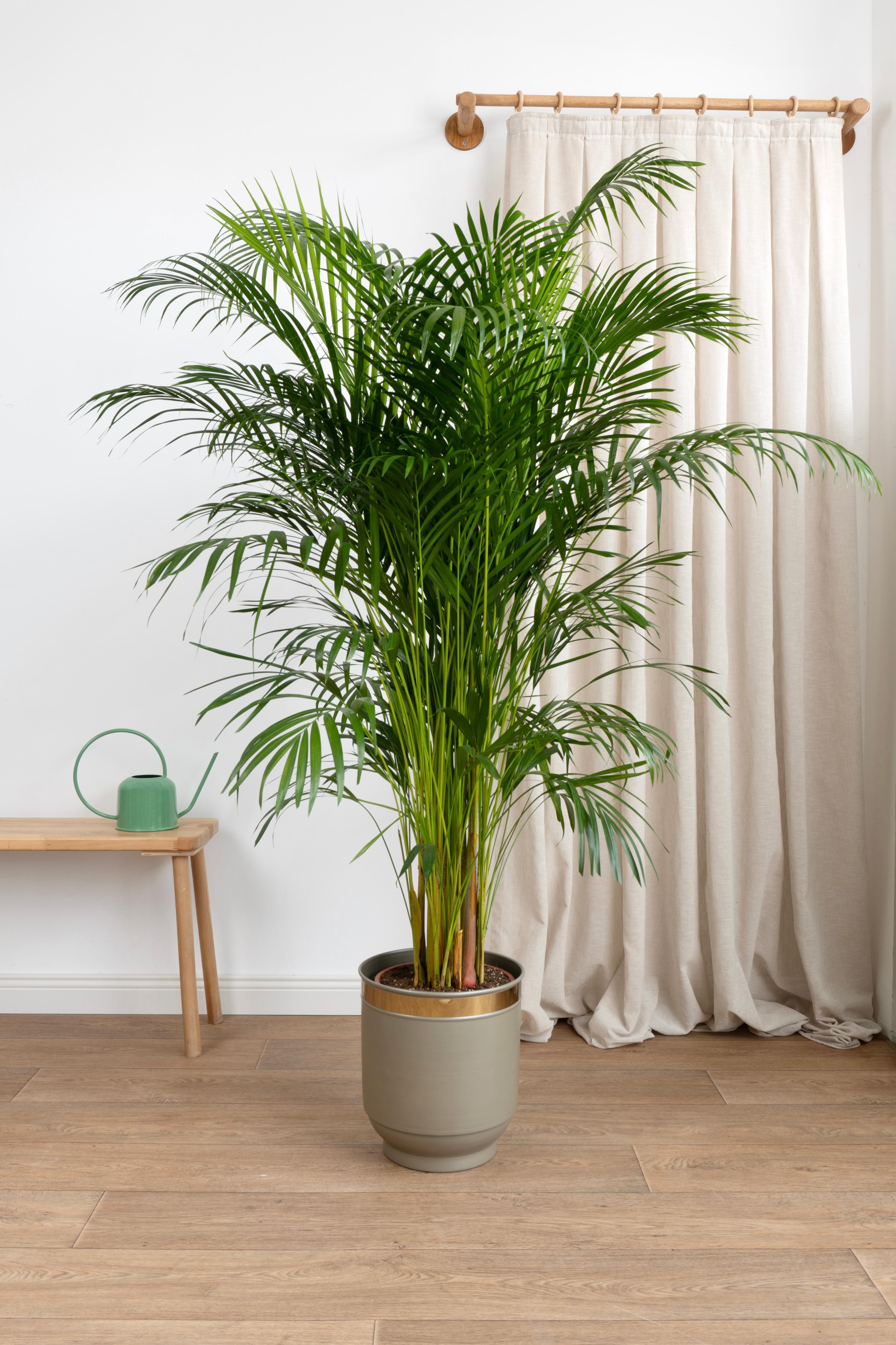 Areka Salon Palmiyesi 160-170 cm (Dypsis Lutescens)