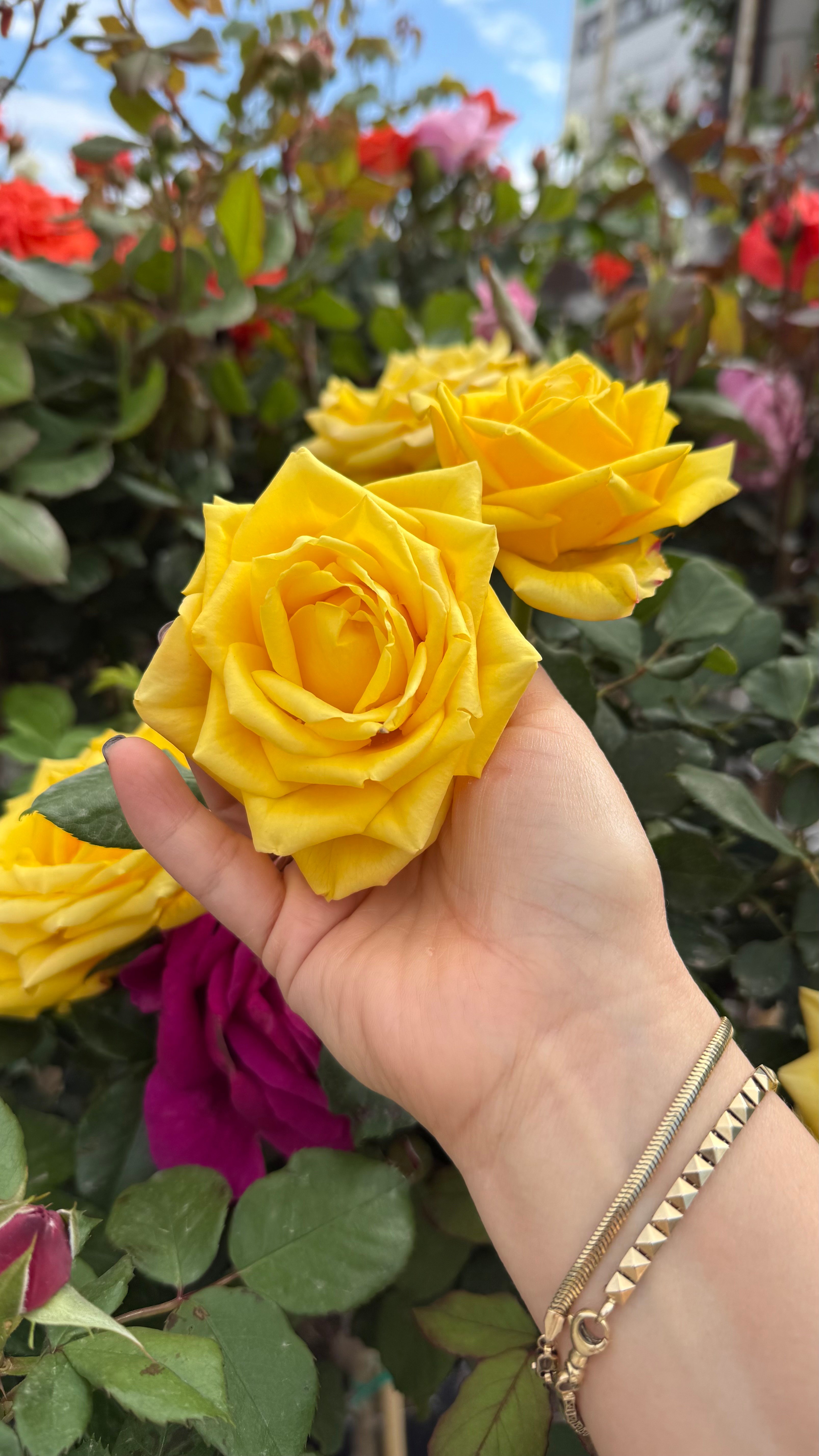 Teodora Sarı Gül – 50-60 cm, Çok Köklü, Patentli Özel Seri (20 cm Saksıda)