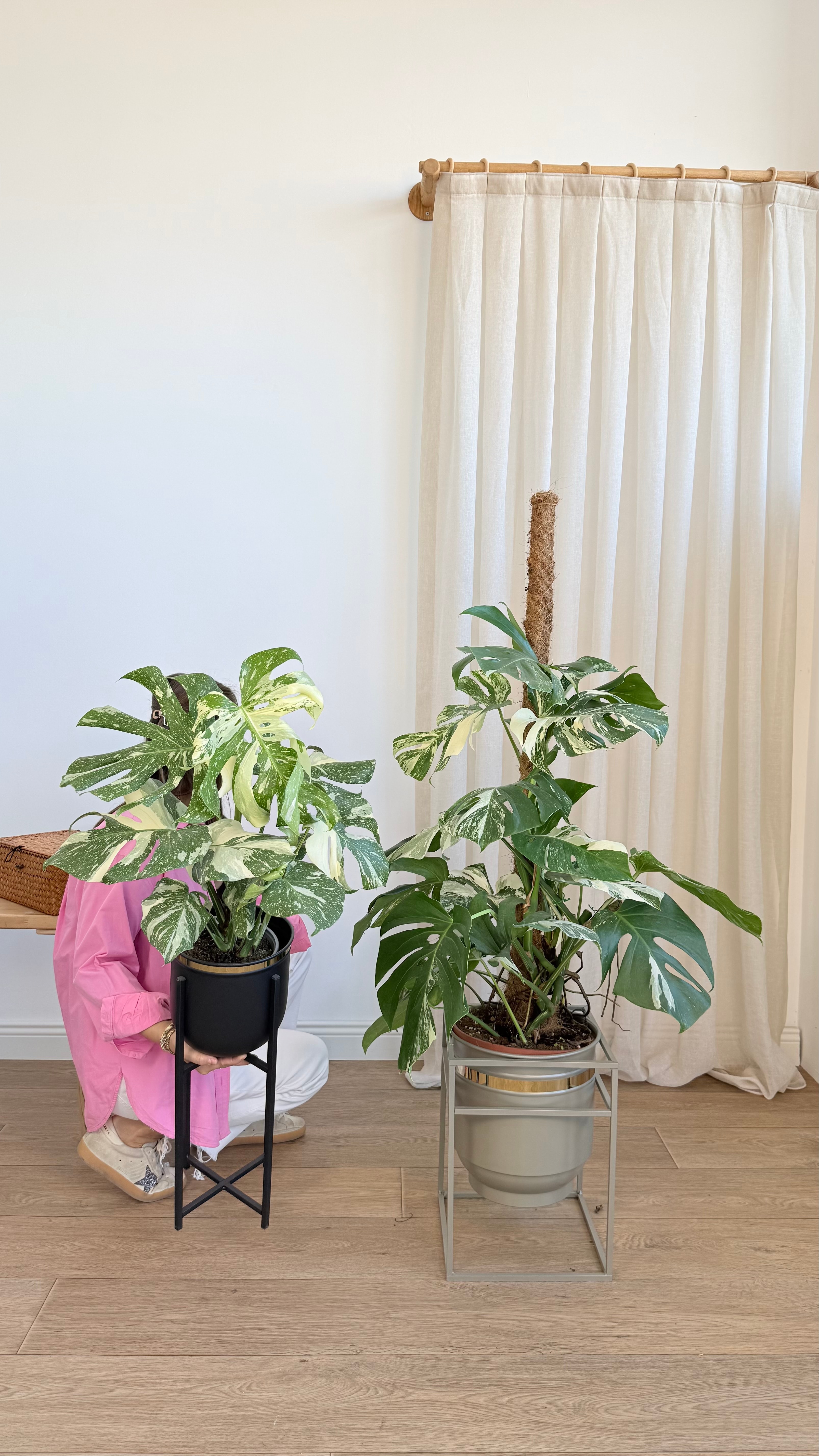 Monstera Deliciosa Variegata   (Nadir Tür)