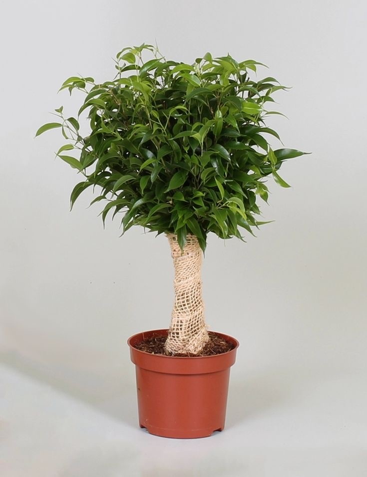 Ficus Natasja 