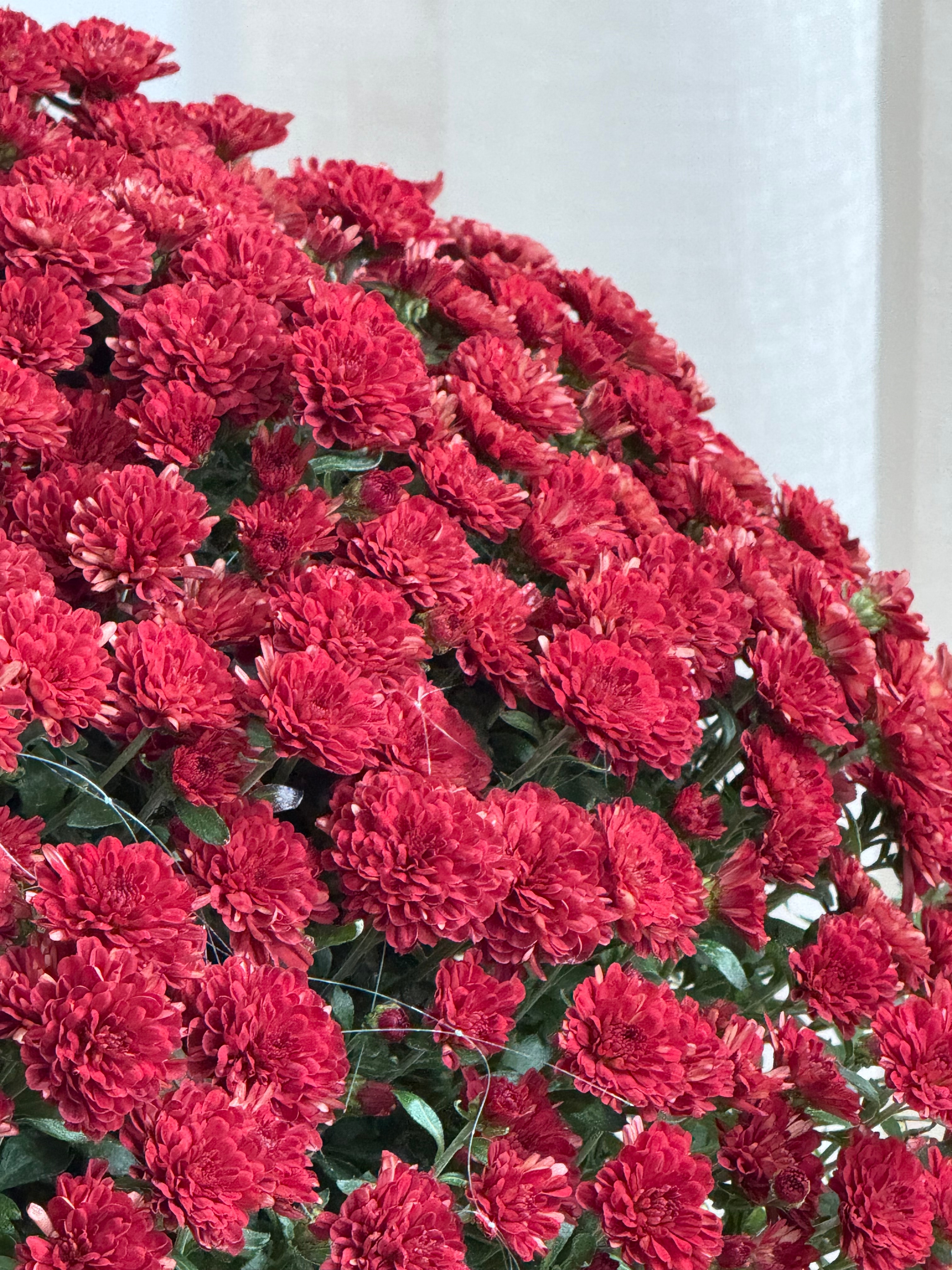 XXL Kasımpatı Bordo (Chrysanthemum morifolium)