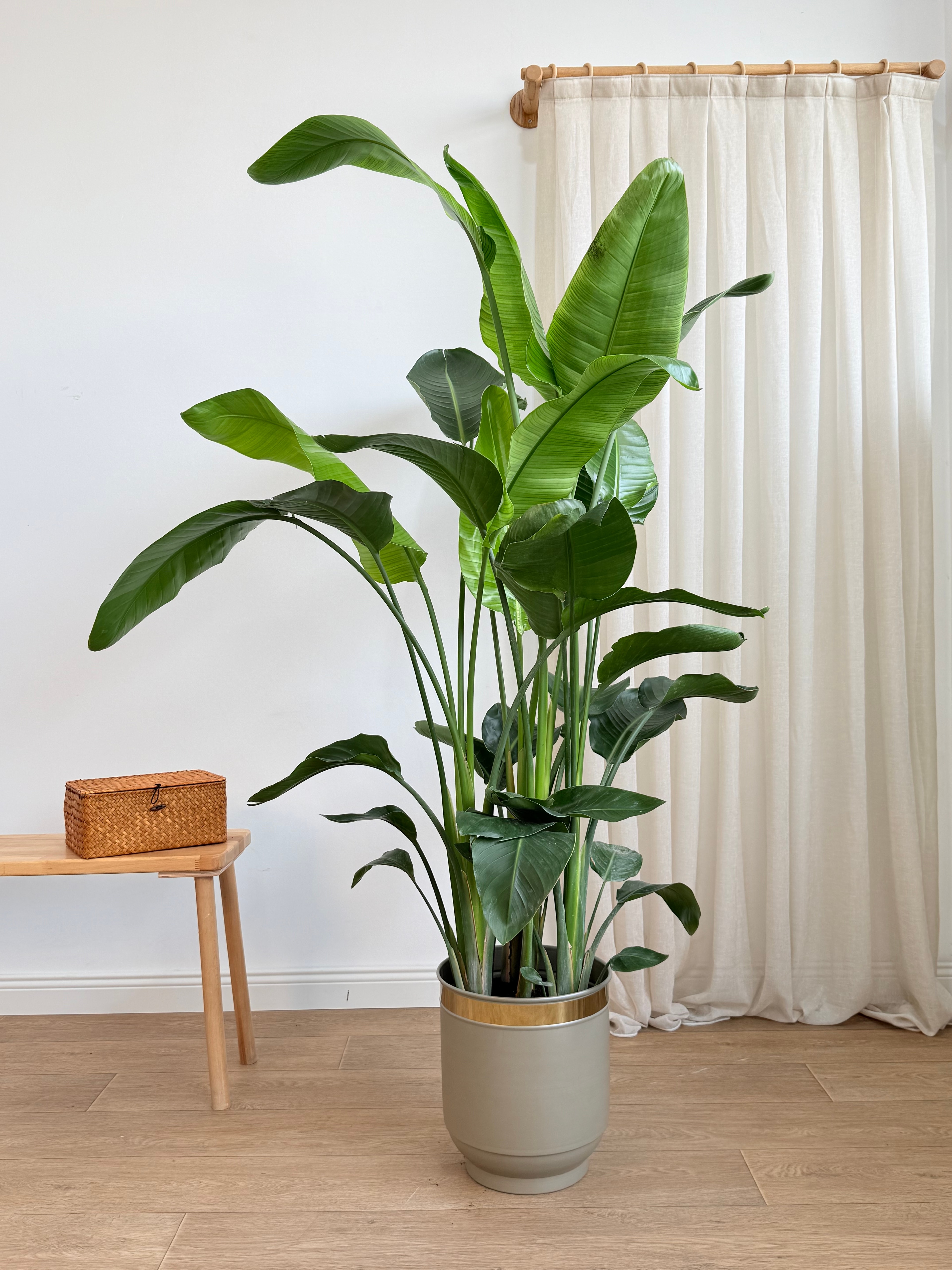 Starliçe- Altı Köklü Dolgun Form (Strelitzia Nicolai 180-200 cm )