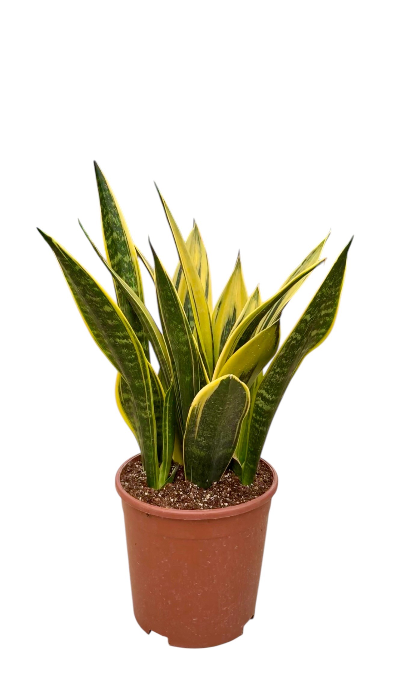 Sansevieria Golden Flame (Özel Tür)