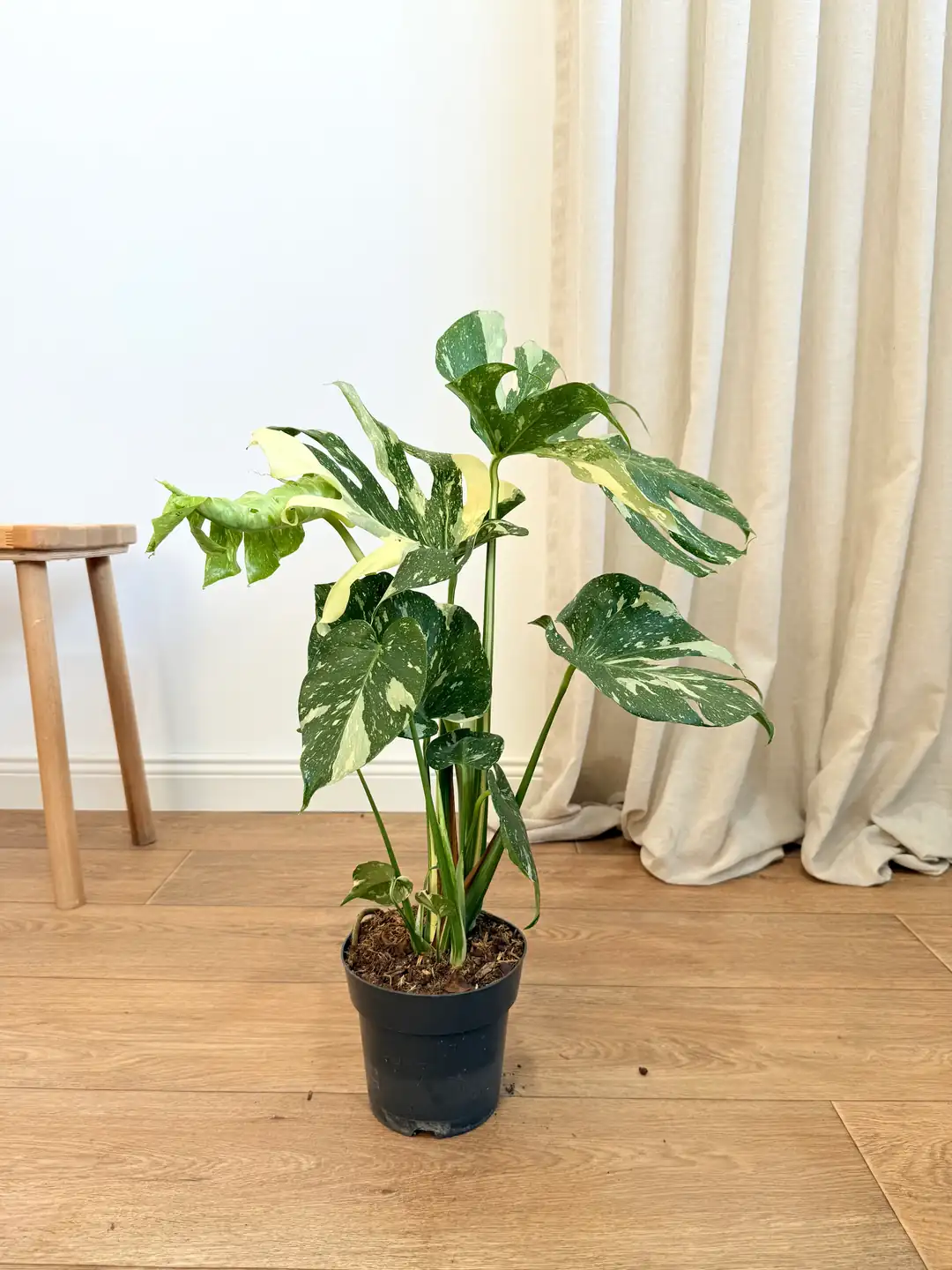 Monstera Deliciosa Variegata / 50-60 cm (Nadir Tür)