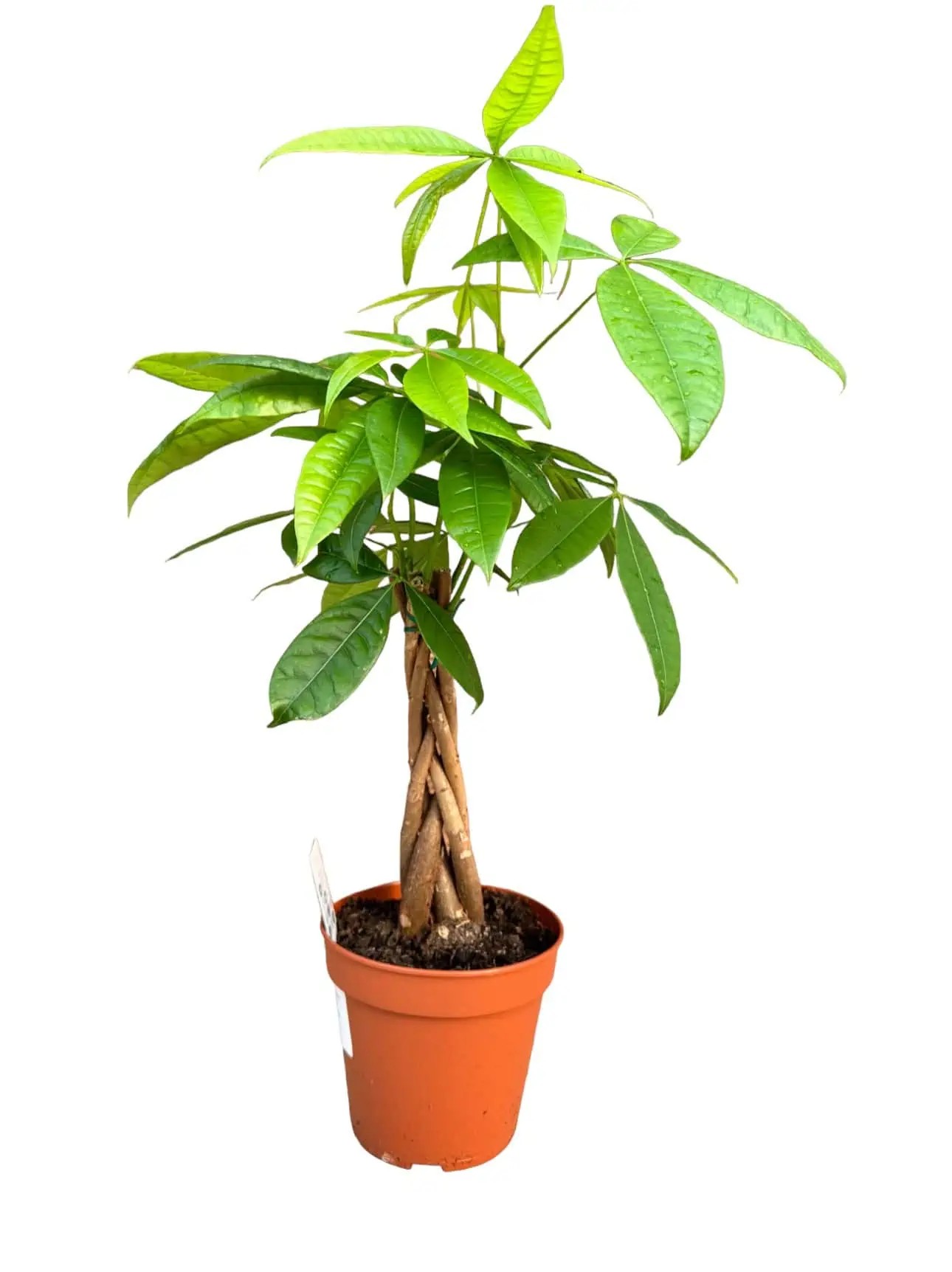 55-60 cm pachira (money tree)