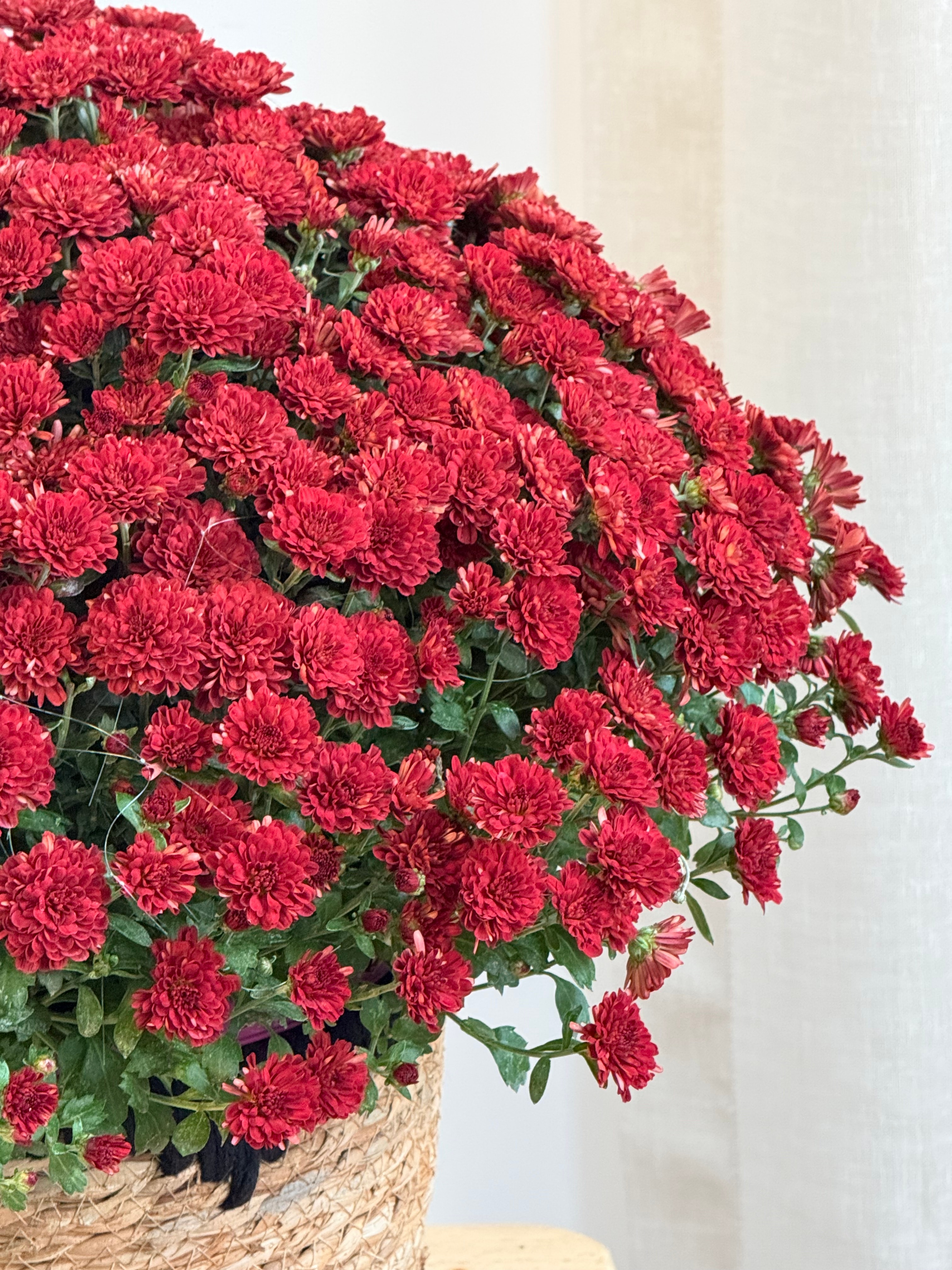 XXL Kasımpatı Bordo (Chrysanthemum morifolium)