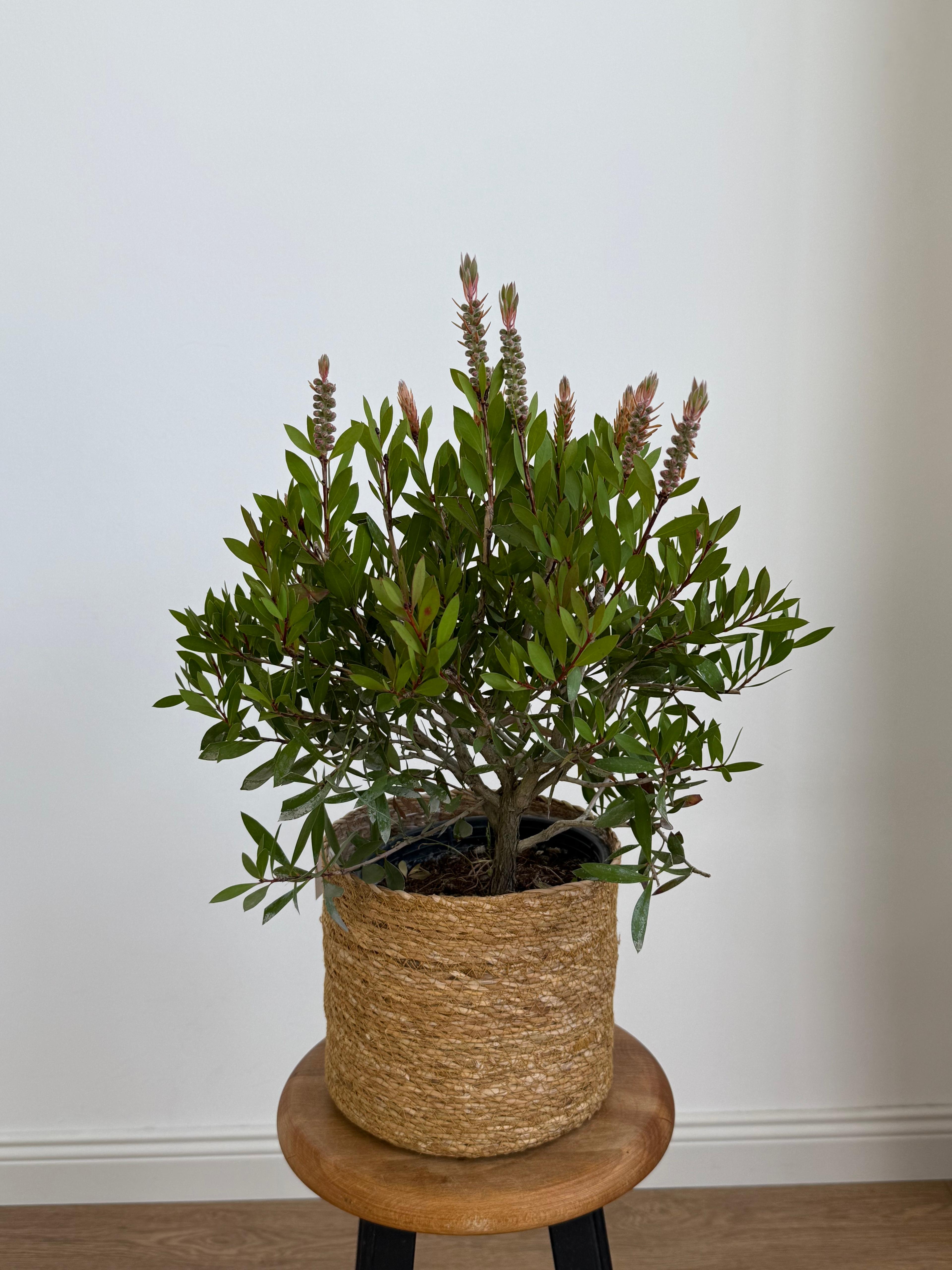 Callistemon (Şişe Fırçası Çalısı)