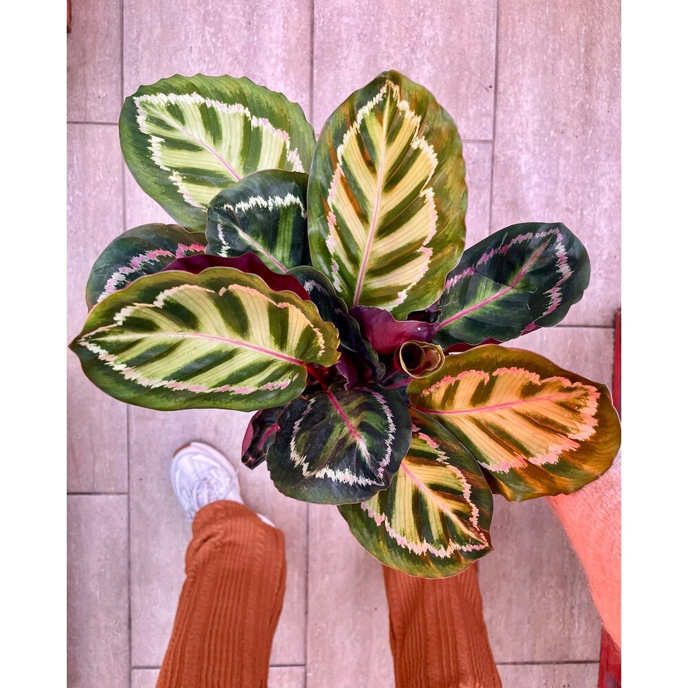 calathea neon