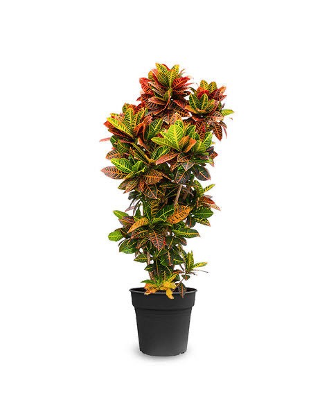 Croton Petra (Anaç 110-120 cm)