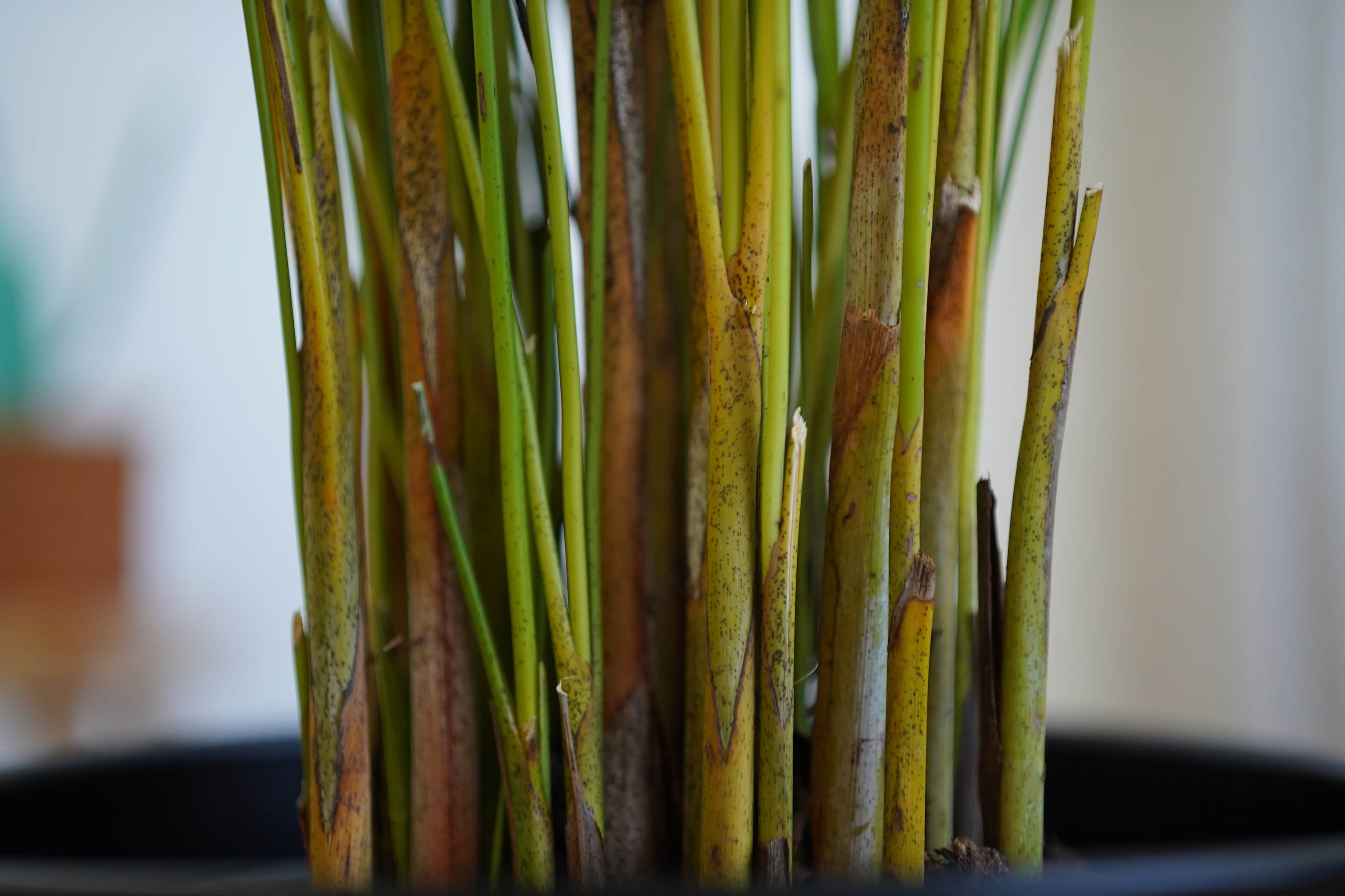 Areka Salon Palmiyesi 160-170 cm (Dypsis Lutescens)