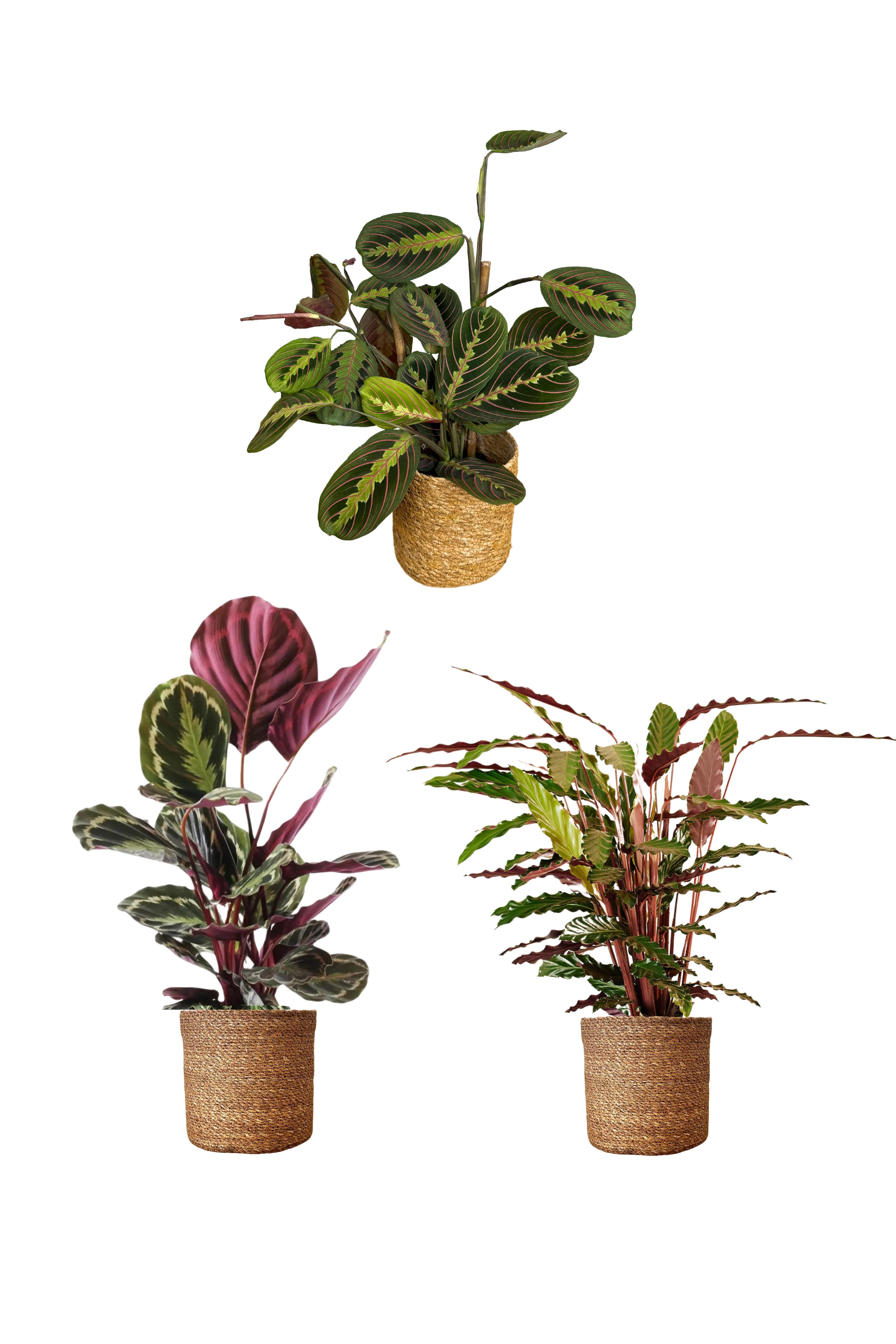 Calathea Üçlü Set ( Medalion-Maranta -Rufibarba)