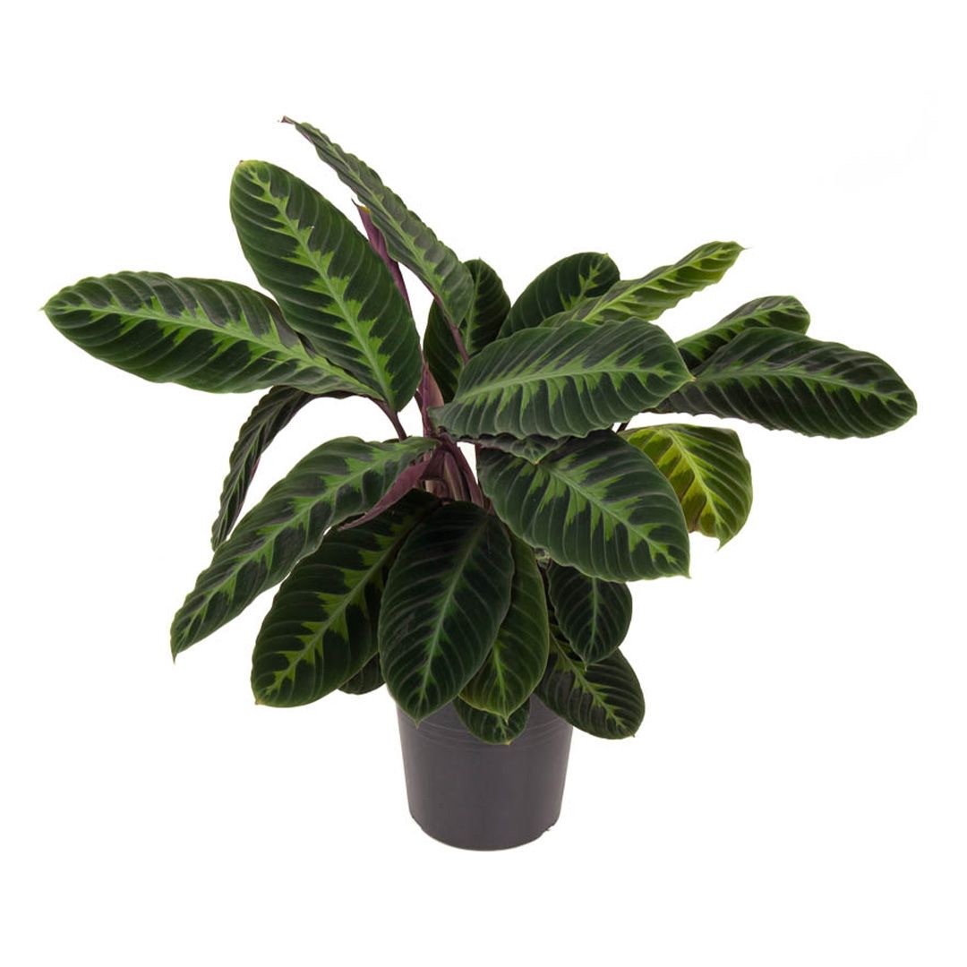 Calathea Warscewiczii (50-50 cm)