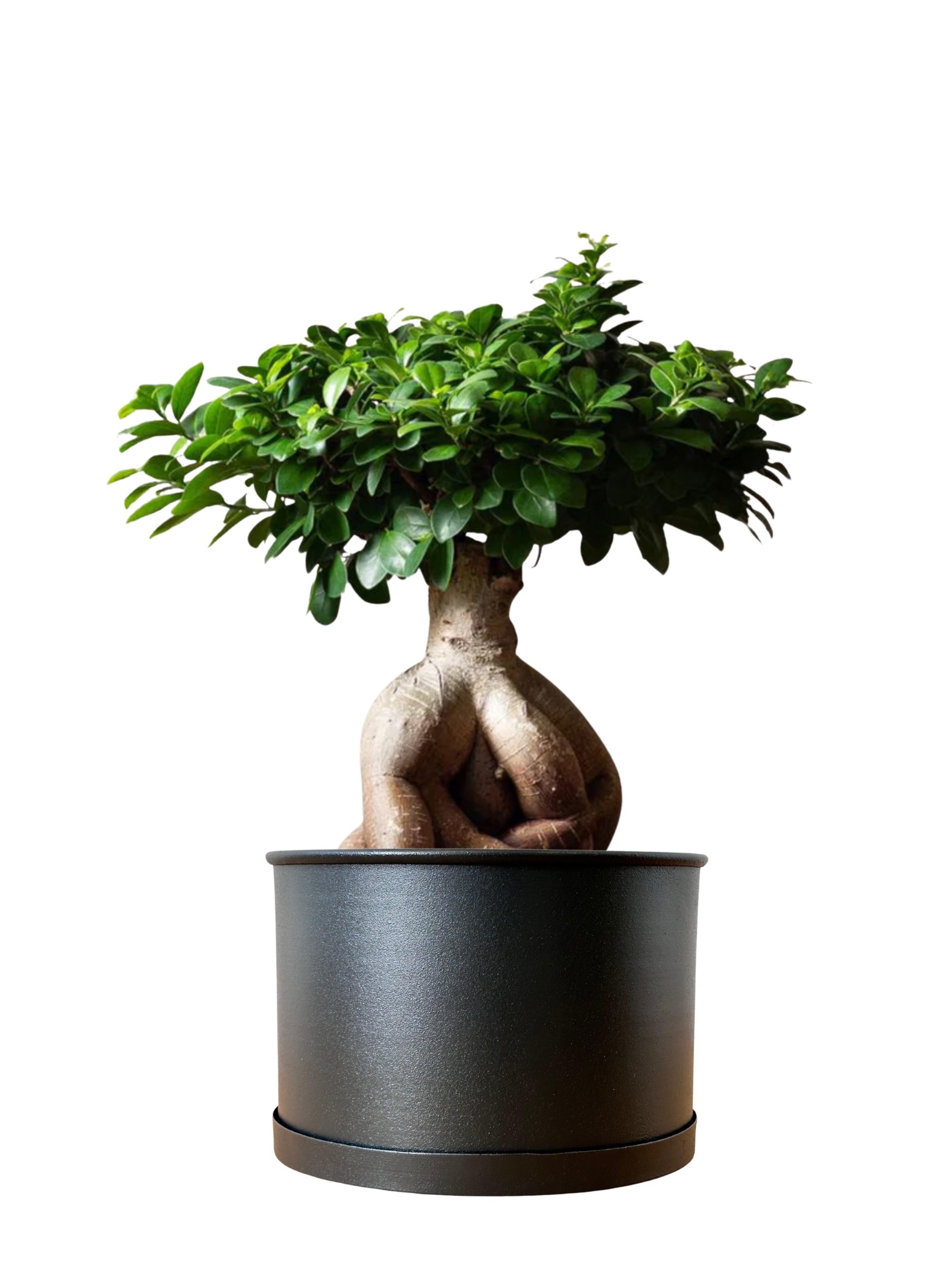 Ficus Bonsai 40-50 cm