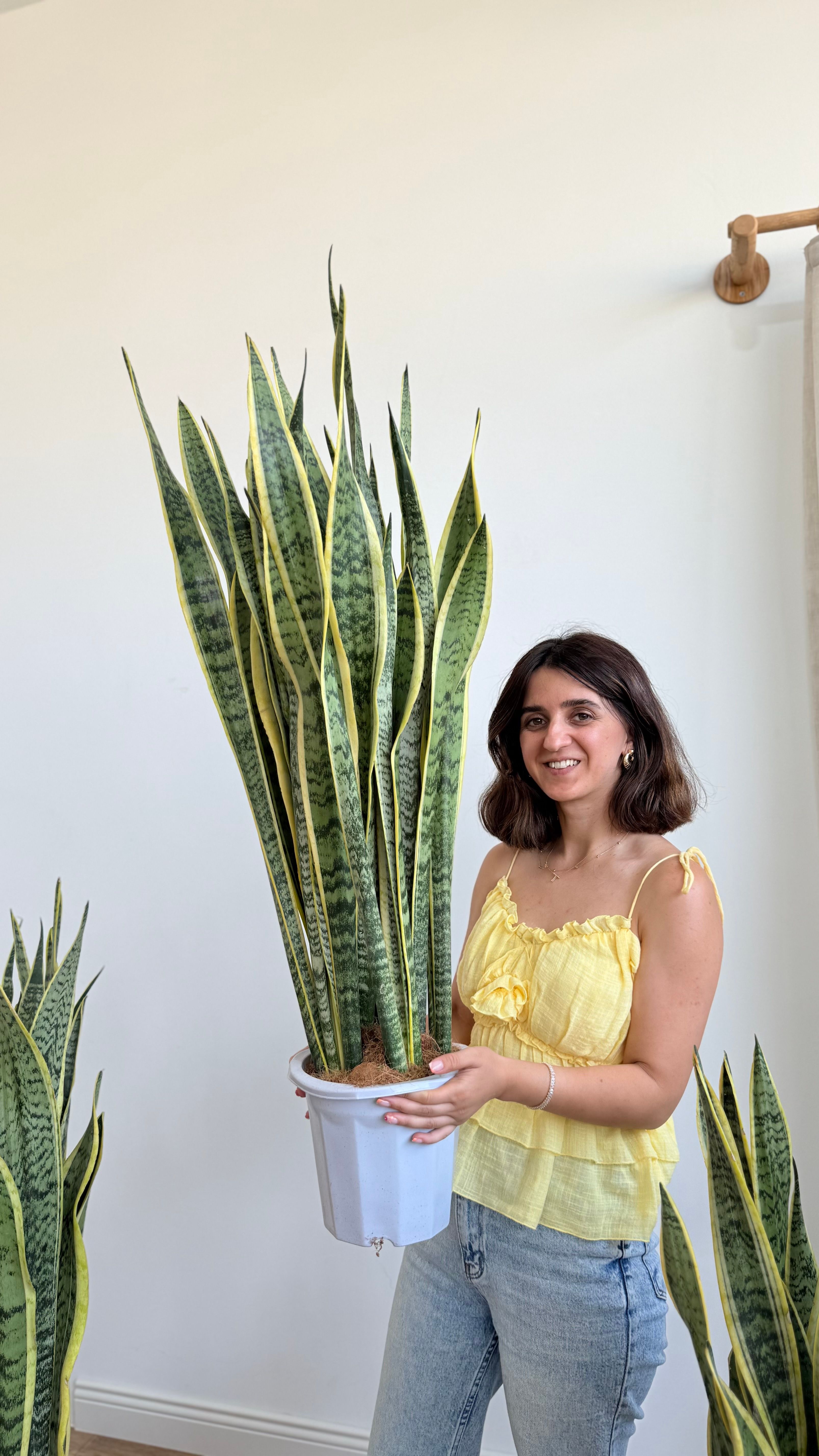Kılıç Çiceği (Sanseveria Trifasciata -Peygamber Kılıcı-Paşa Kılıcı) Sarı-Yeşil 110-120 cm