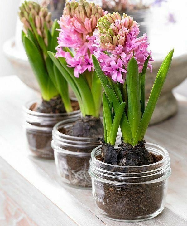 Üç Köklü Sümbül (Hyacinthus)