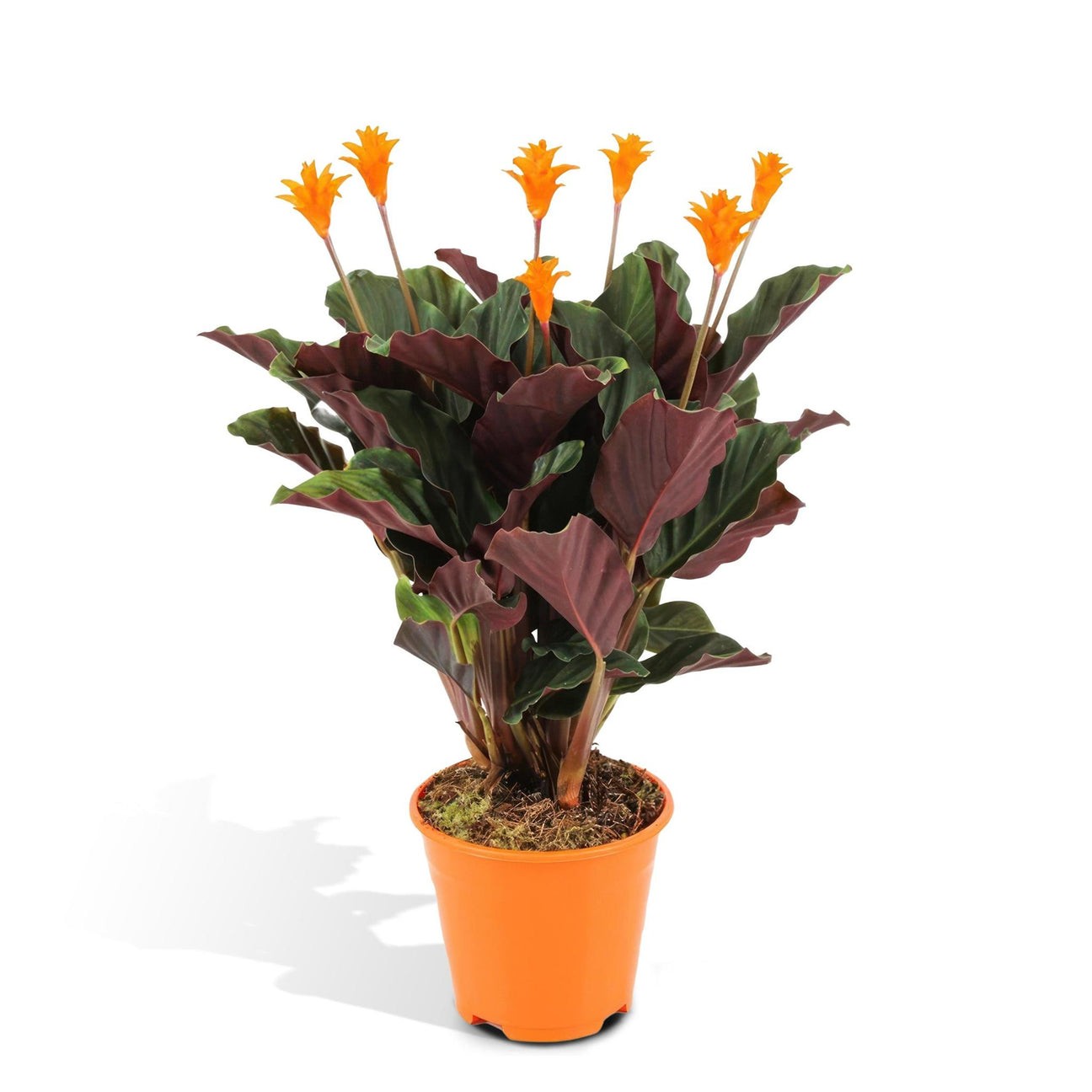 Calathea Crocata 