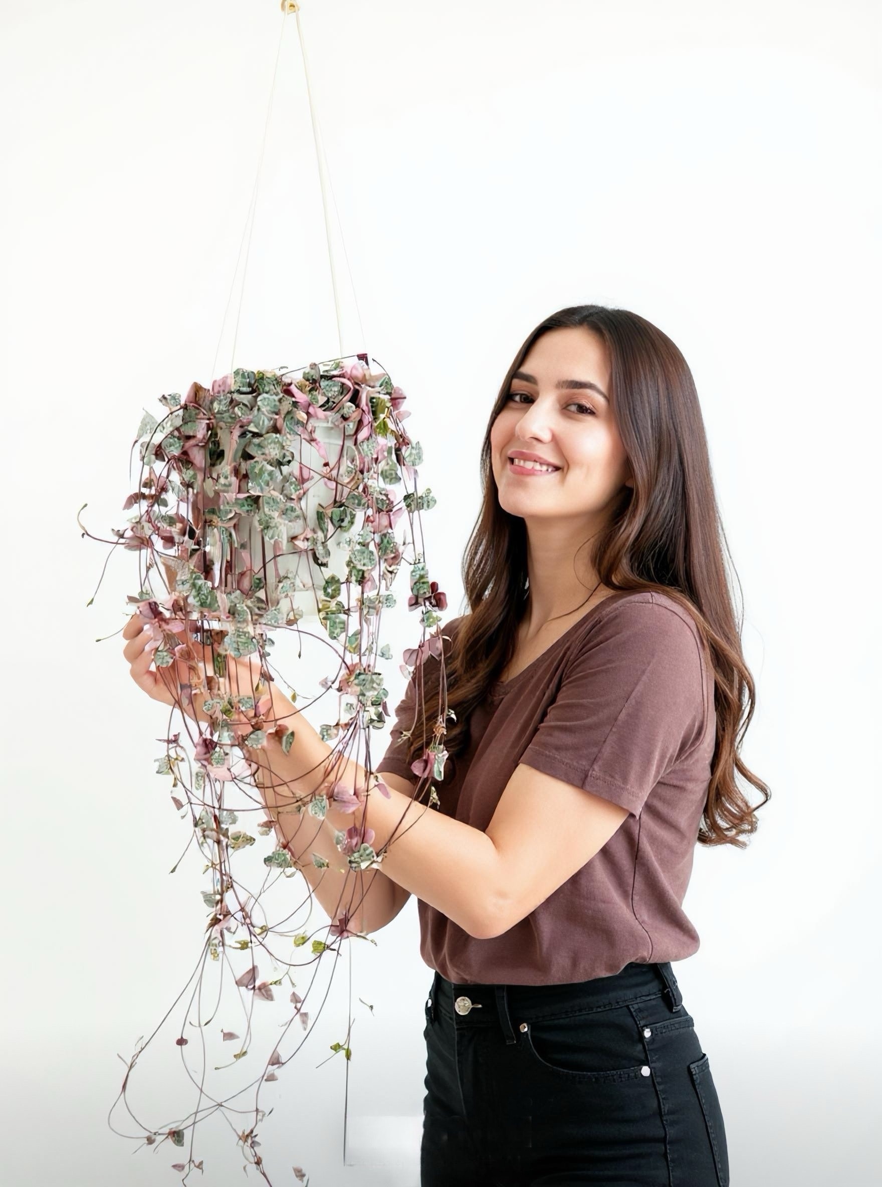 Ceropegia Woodii Variegata – (Kalp Kalbe Karşı)