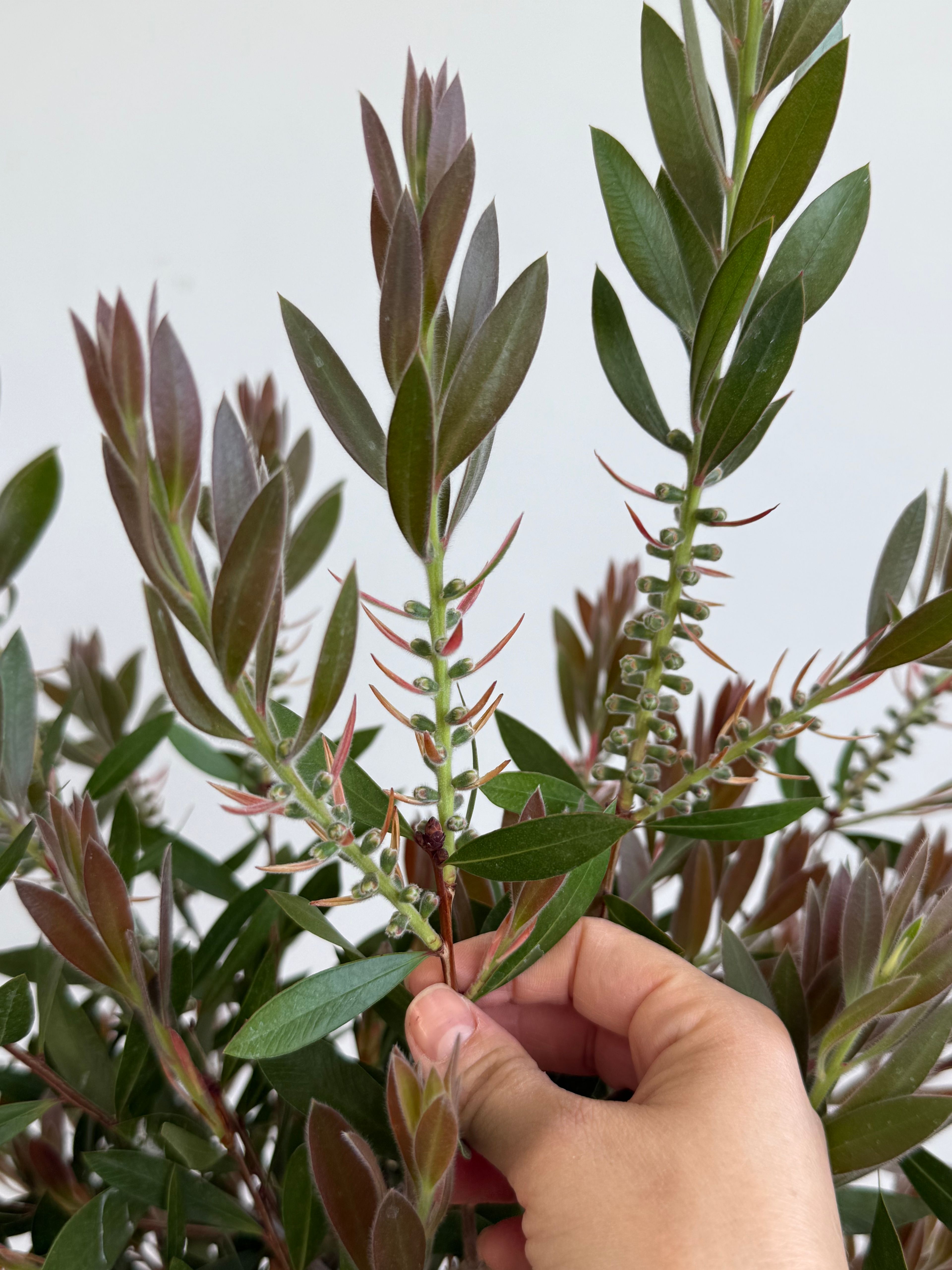 Callistemon (Şişe Fırçası Çalısı)