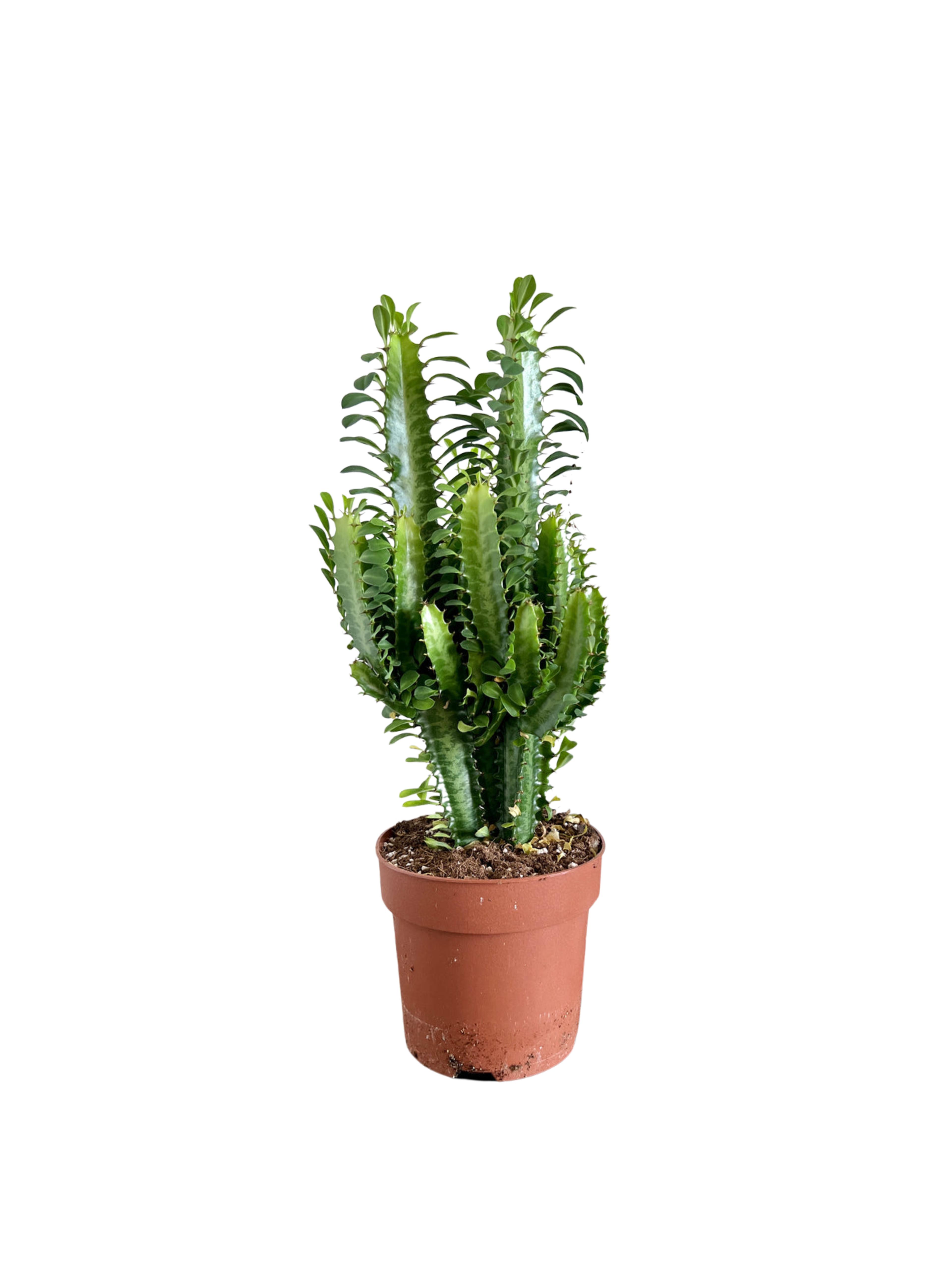 Euphorbia Trigona (Afrika Süt Ağacı 30-40 cm)