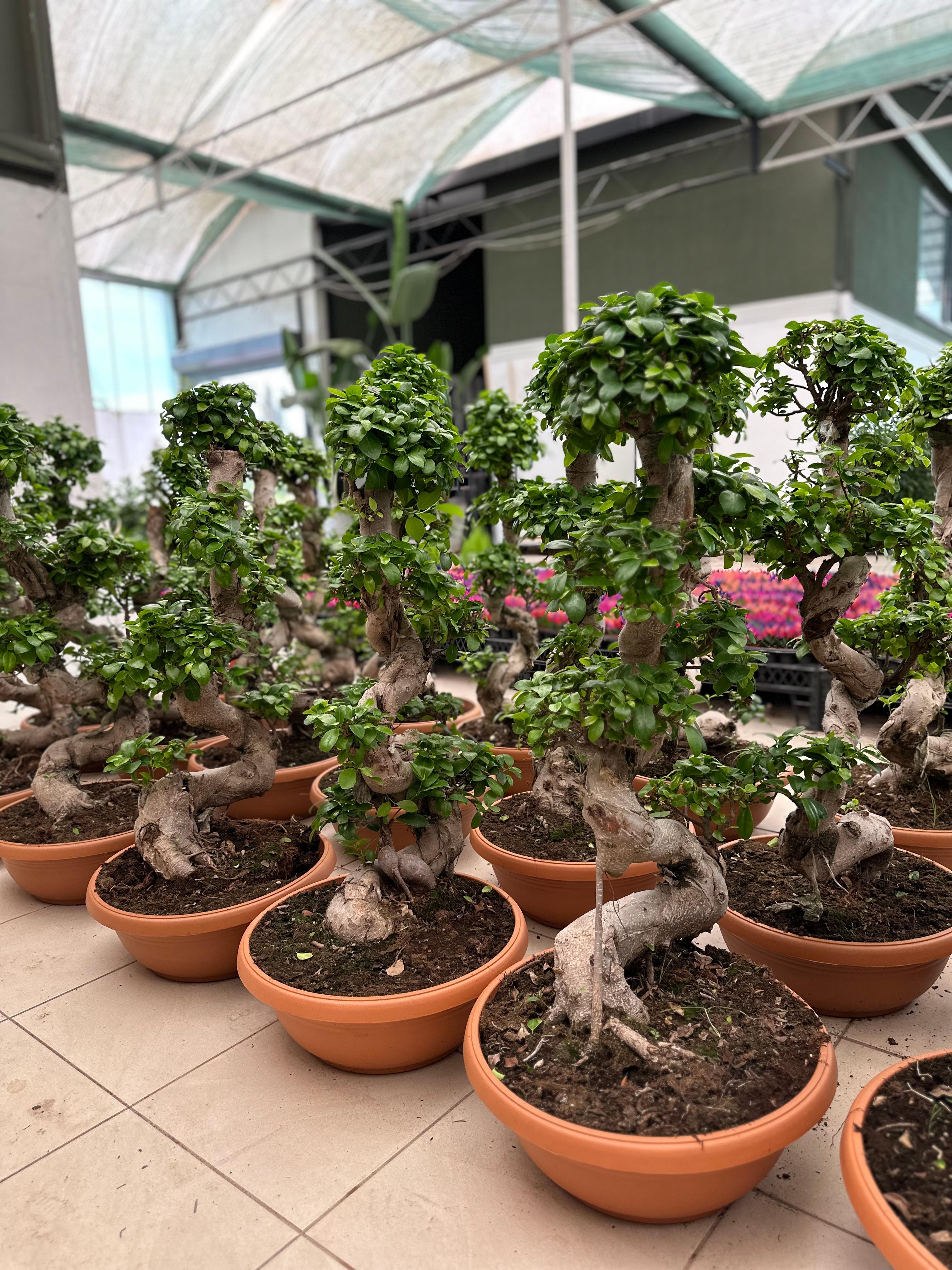 Ficus Bonsai Ginseng S Form 100-110 cm (bonsai)