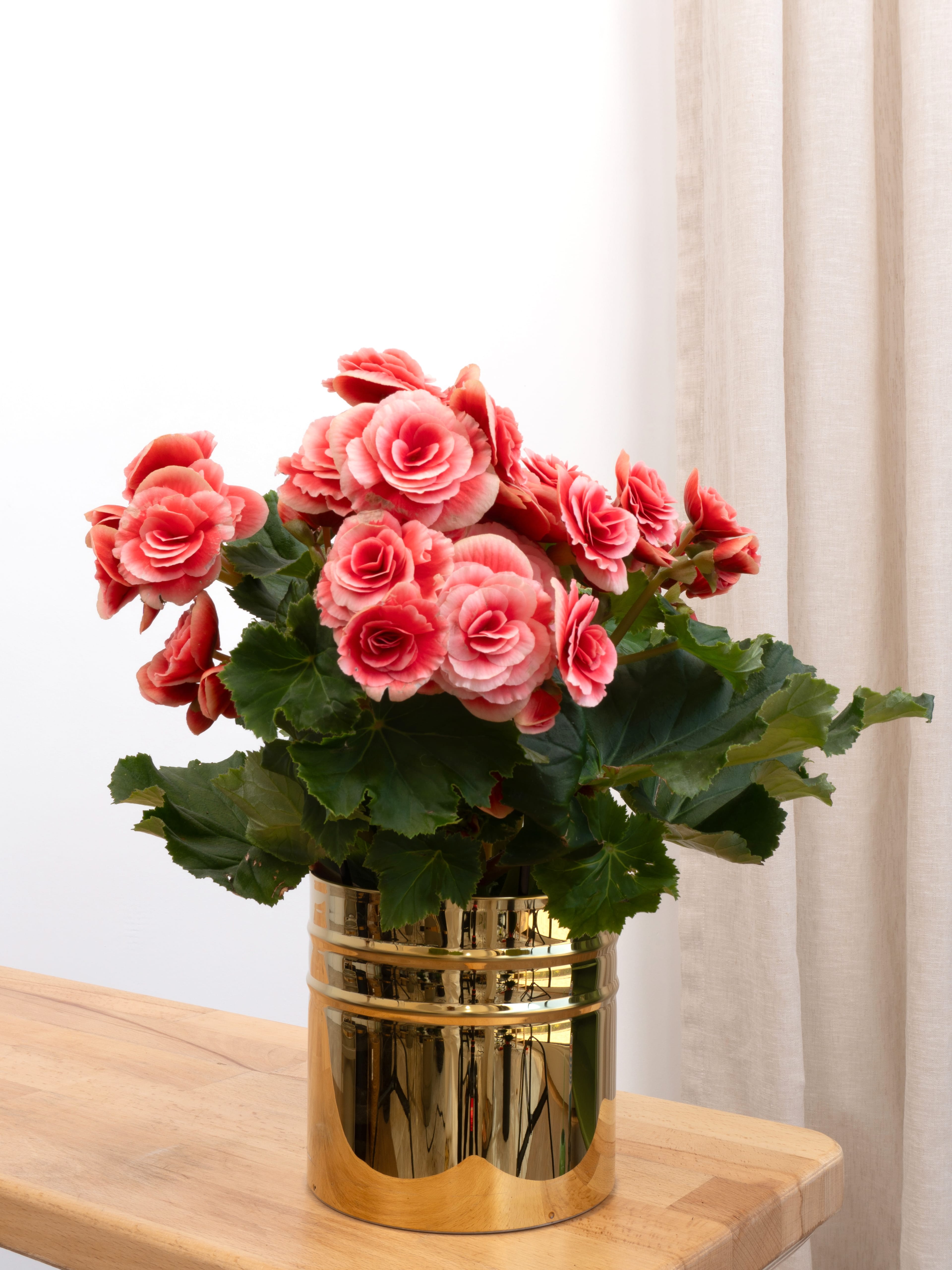Begonia eliator