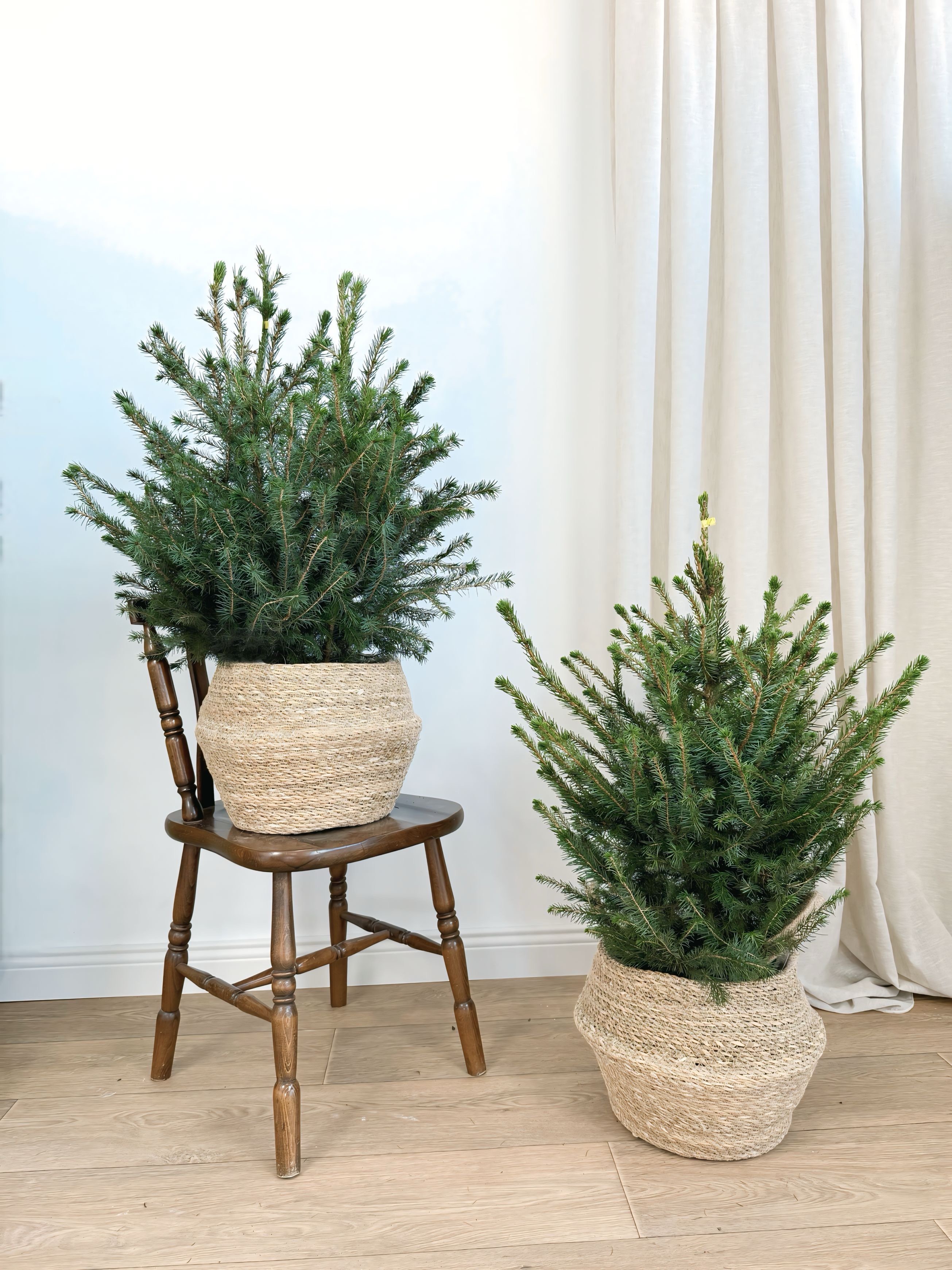 Picea Amorica Çam 90-100 cm