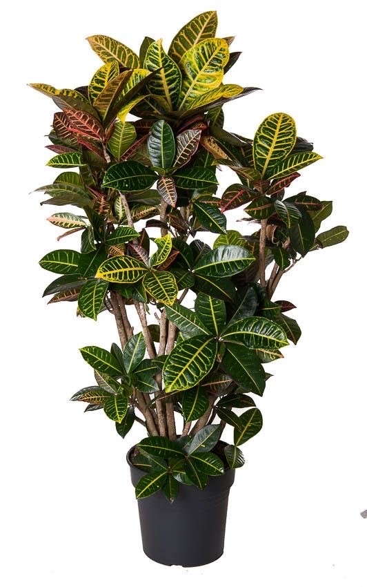 Croton Petra (Anaç 110-120 cm)