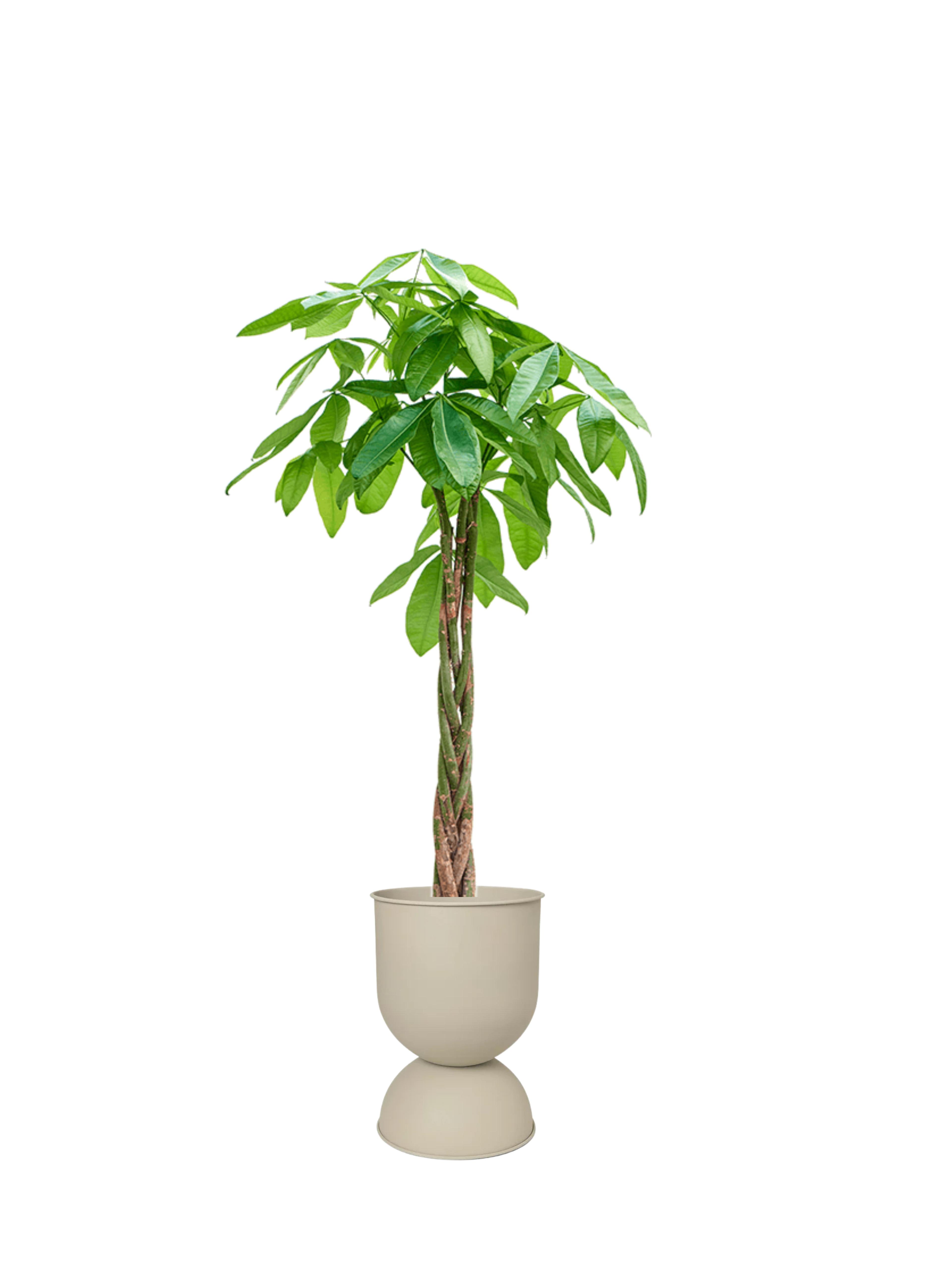 110-120 cm Pachira Aquatica (Money Tree- Para Ağacı)