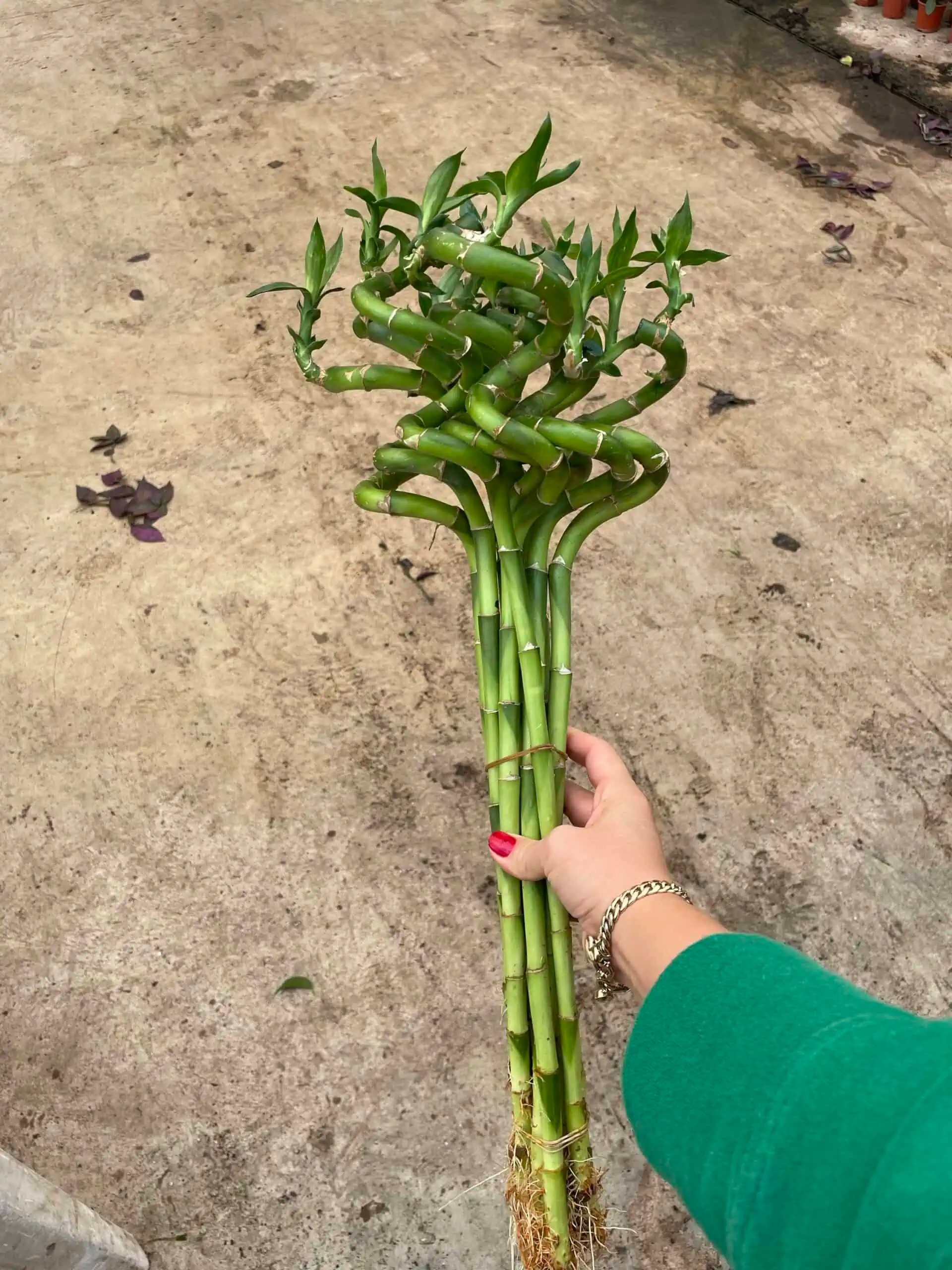 Favori Bitki Seti (çok köklü 100-110 cm Starliçe -üç adet bambu 90-100 cm  -pilea)