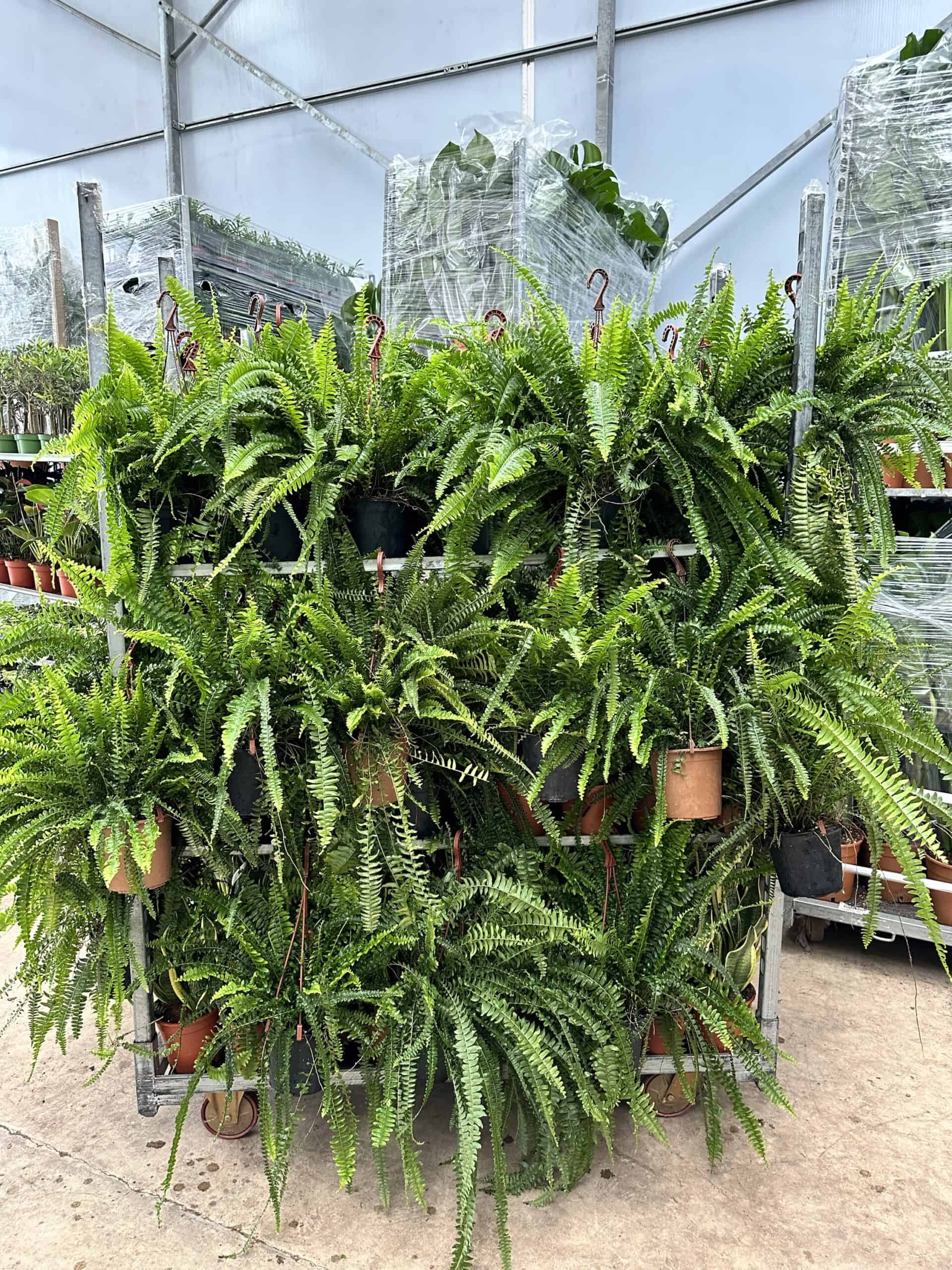 Kampanyal Bakm Kolay Bitki Seti ( 70-80 cm Kl Bitkisi - Ak Merdiveni  - Calathea Orbifolia )