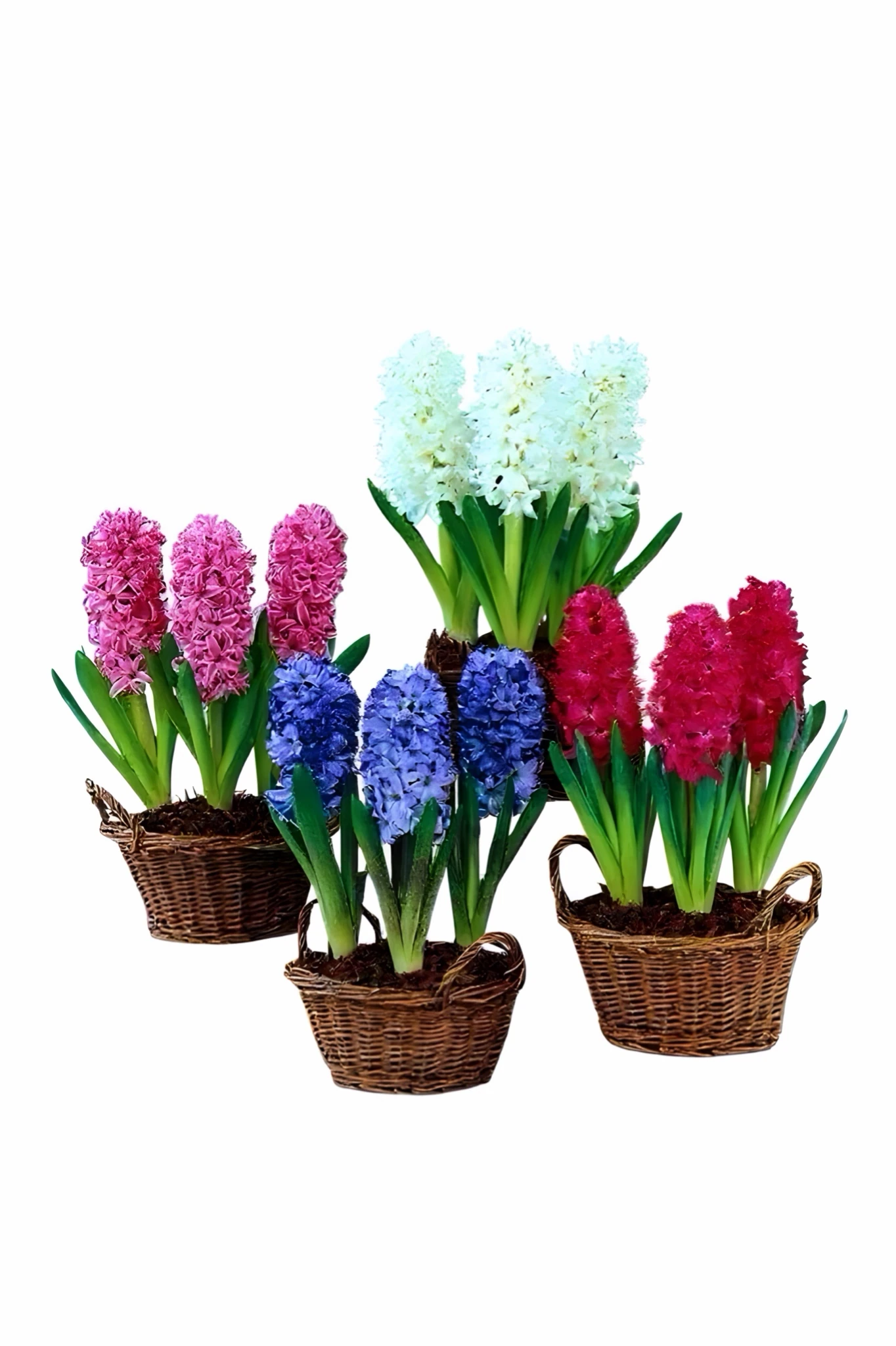 Mor Sümbül Soğanı – 3’lü Paket  İthal Çiçek Soğanı