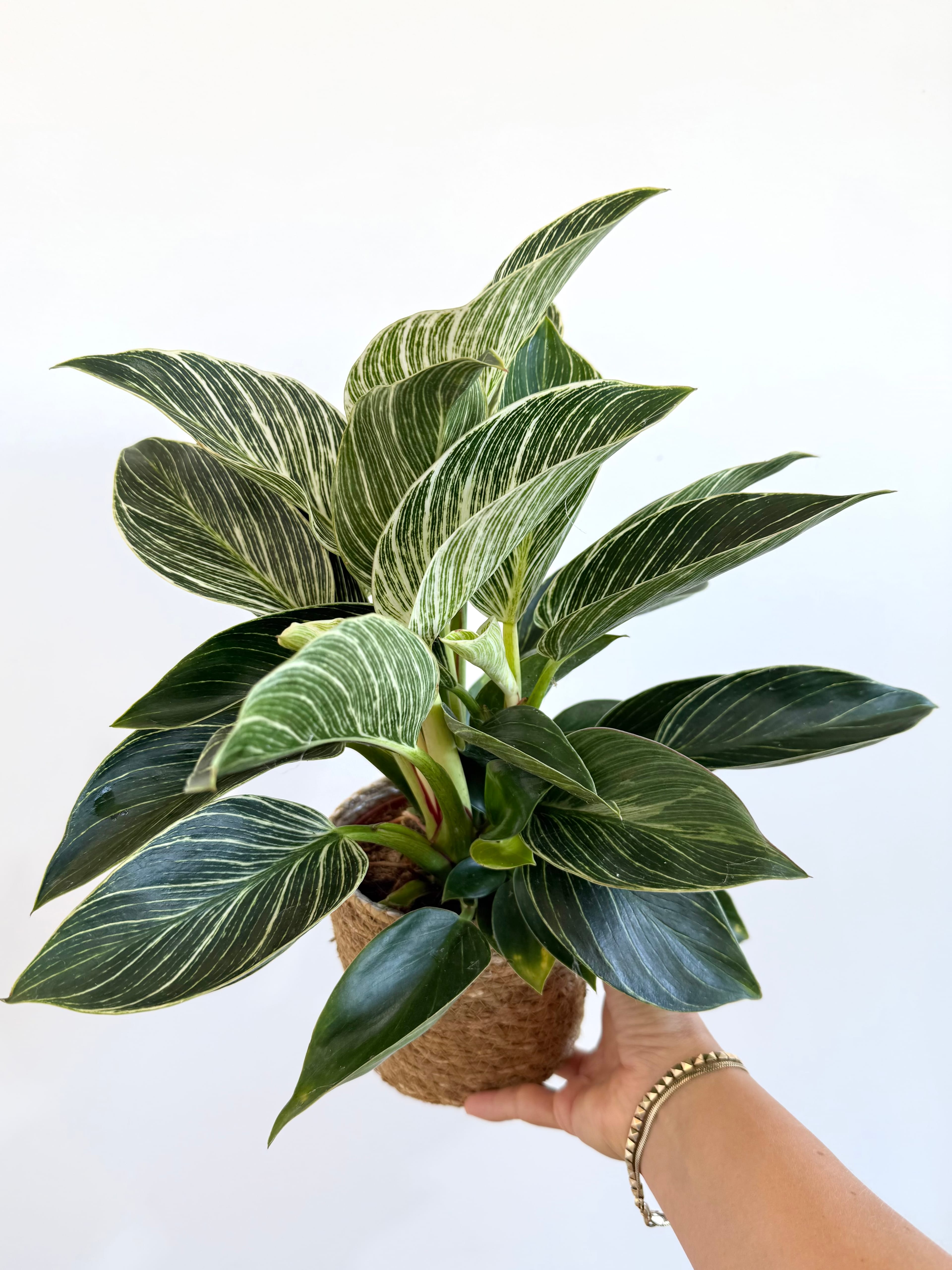 Birkin Philodendron Masa Boy